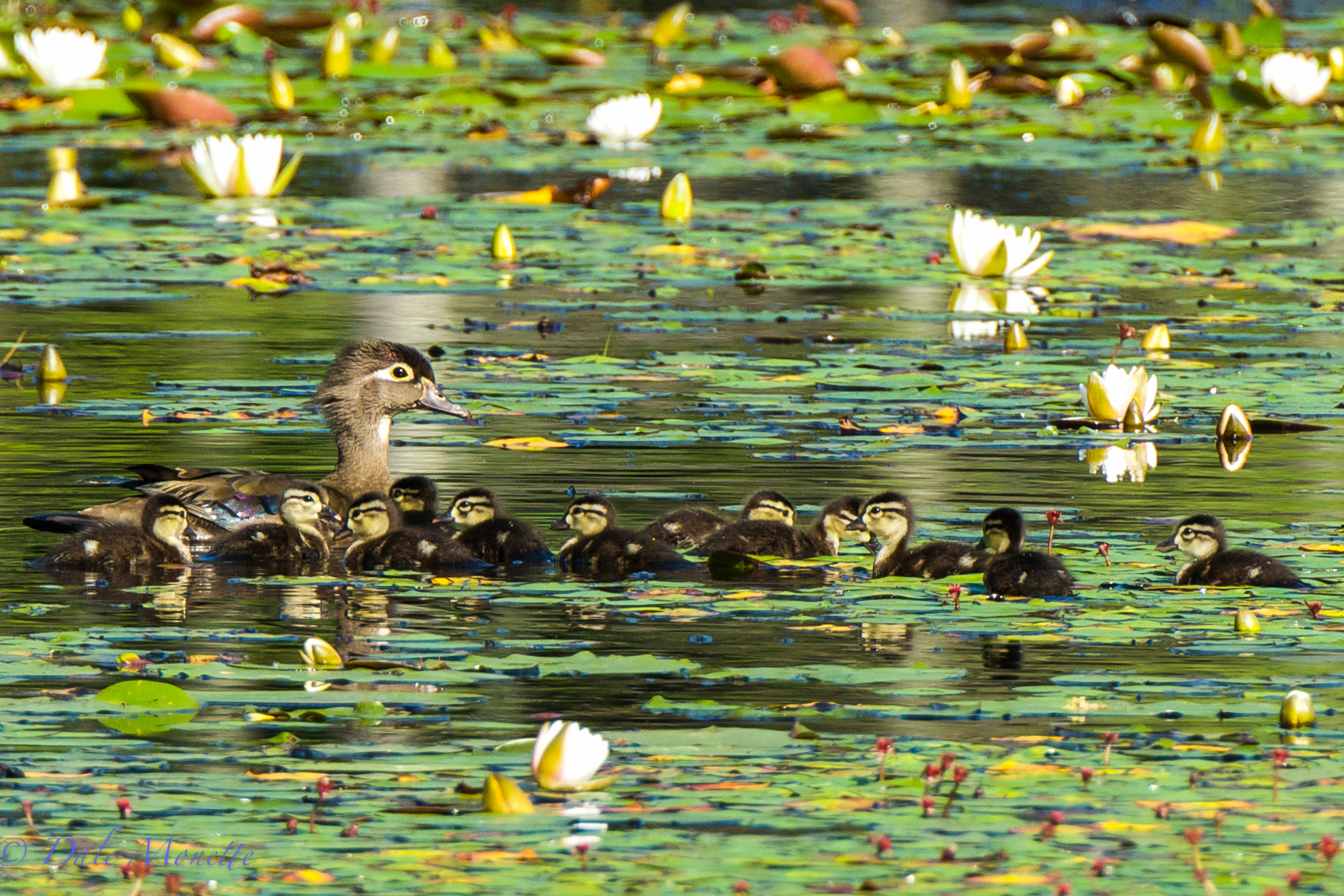 Female wood duck and eleven chicks