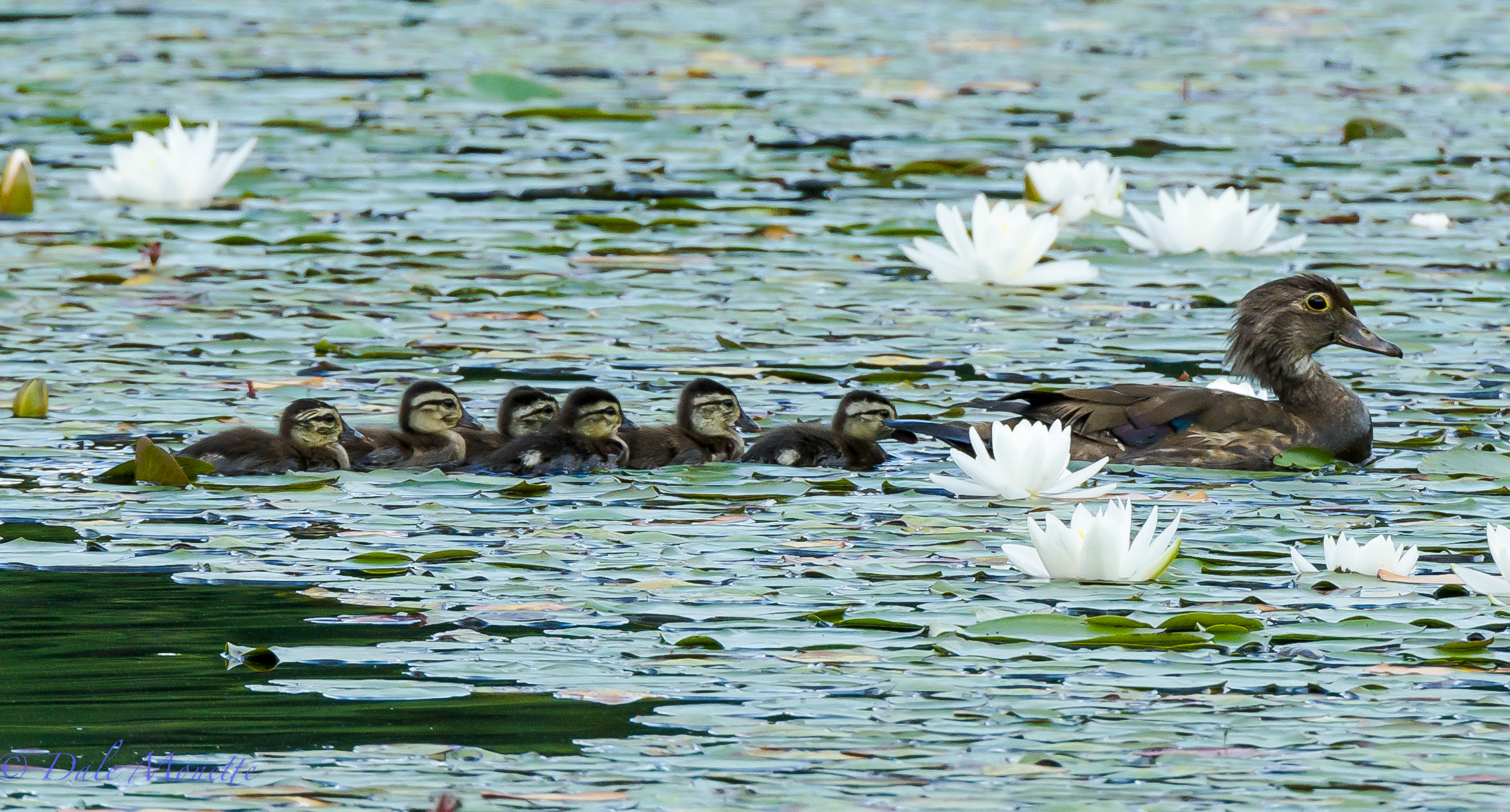 Wood ducks