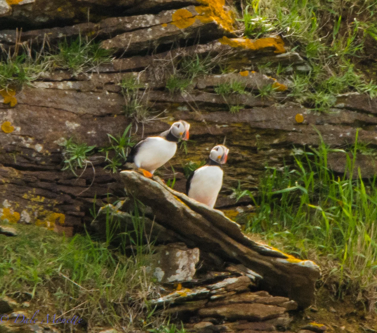Puffins