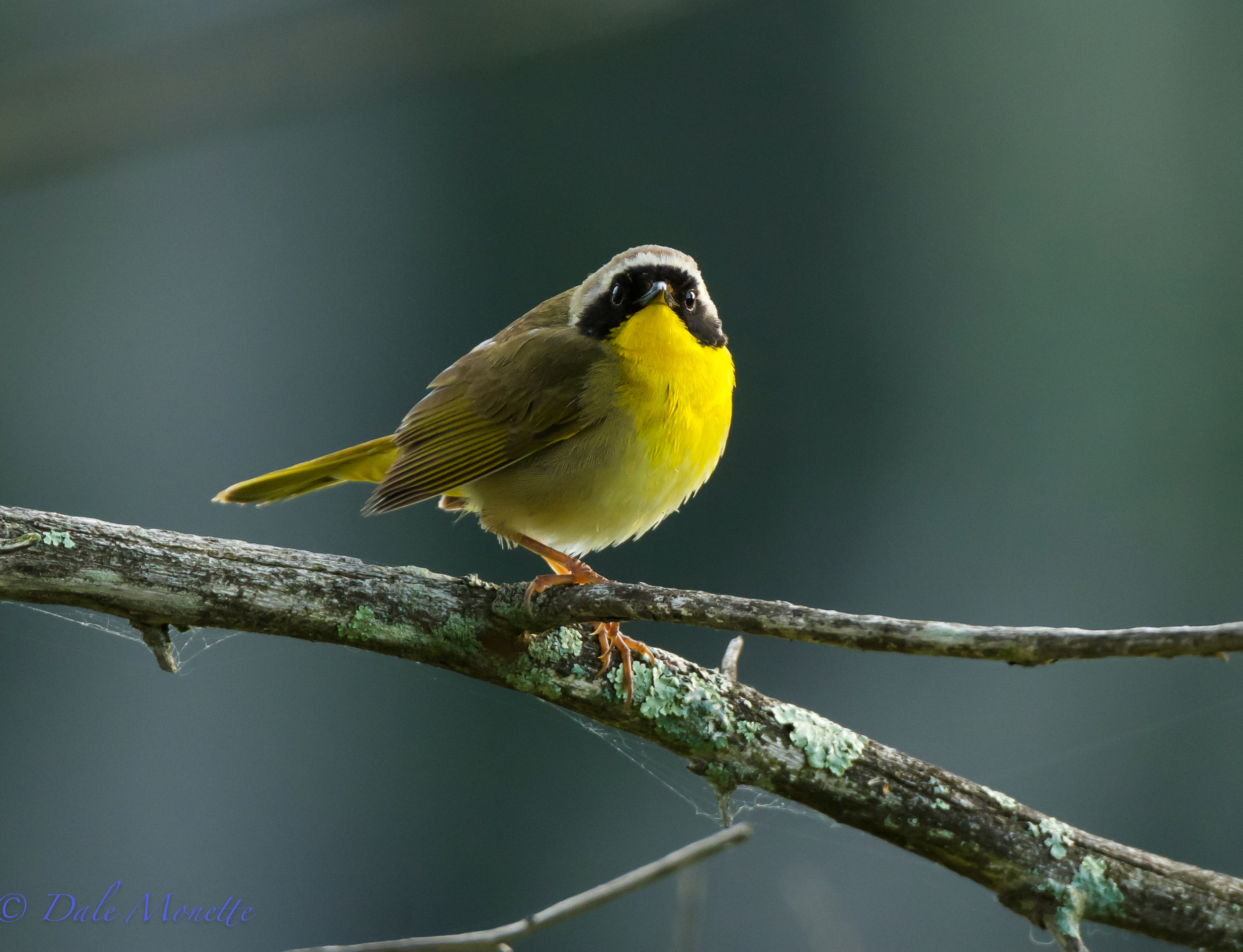 common yellowthroat