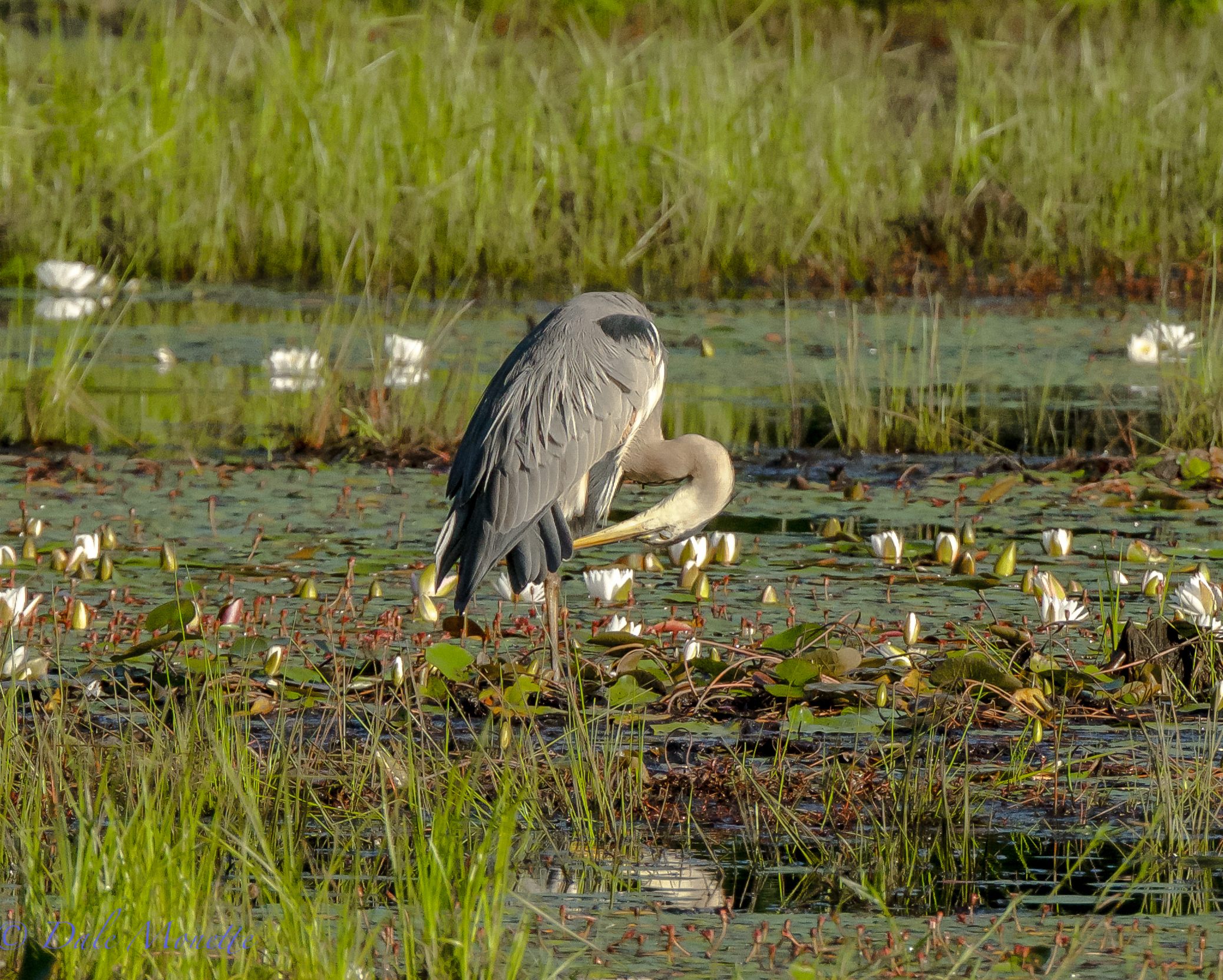 Hours and hours preening