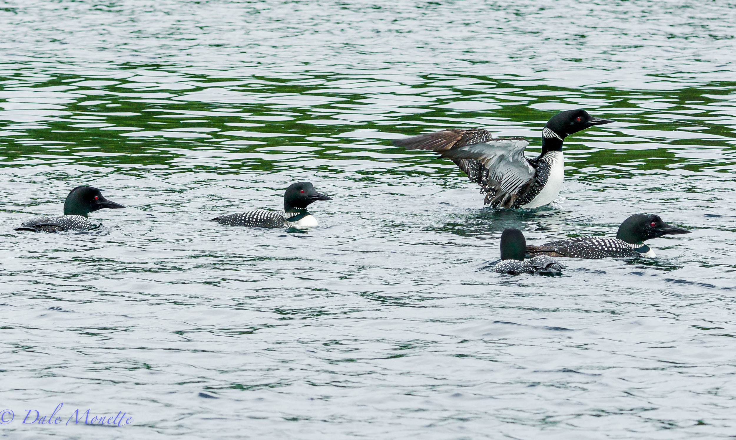 Loons