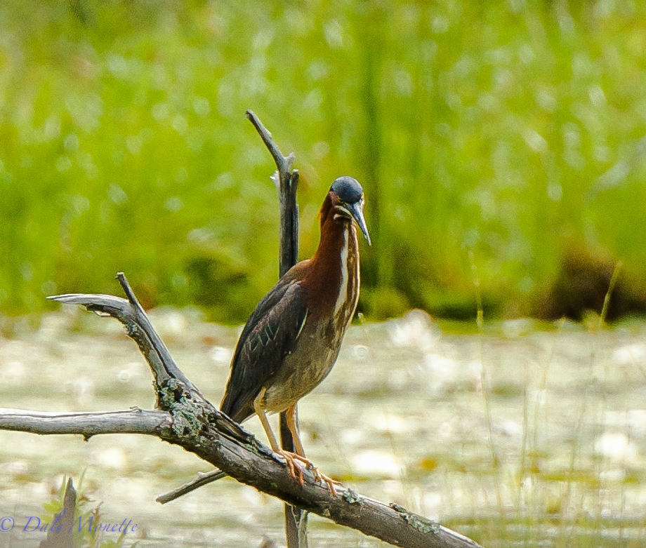 Green heron