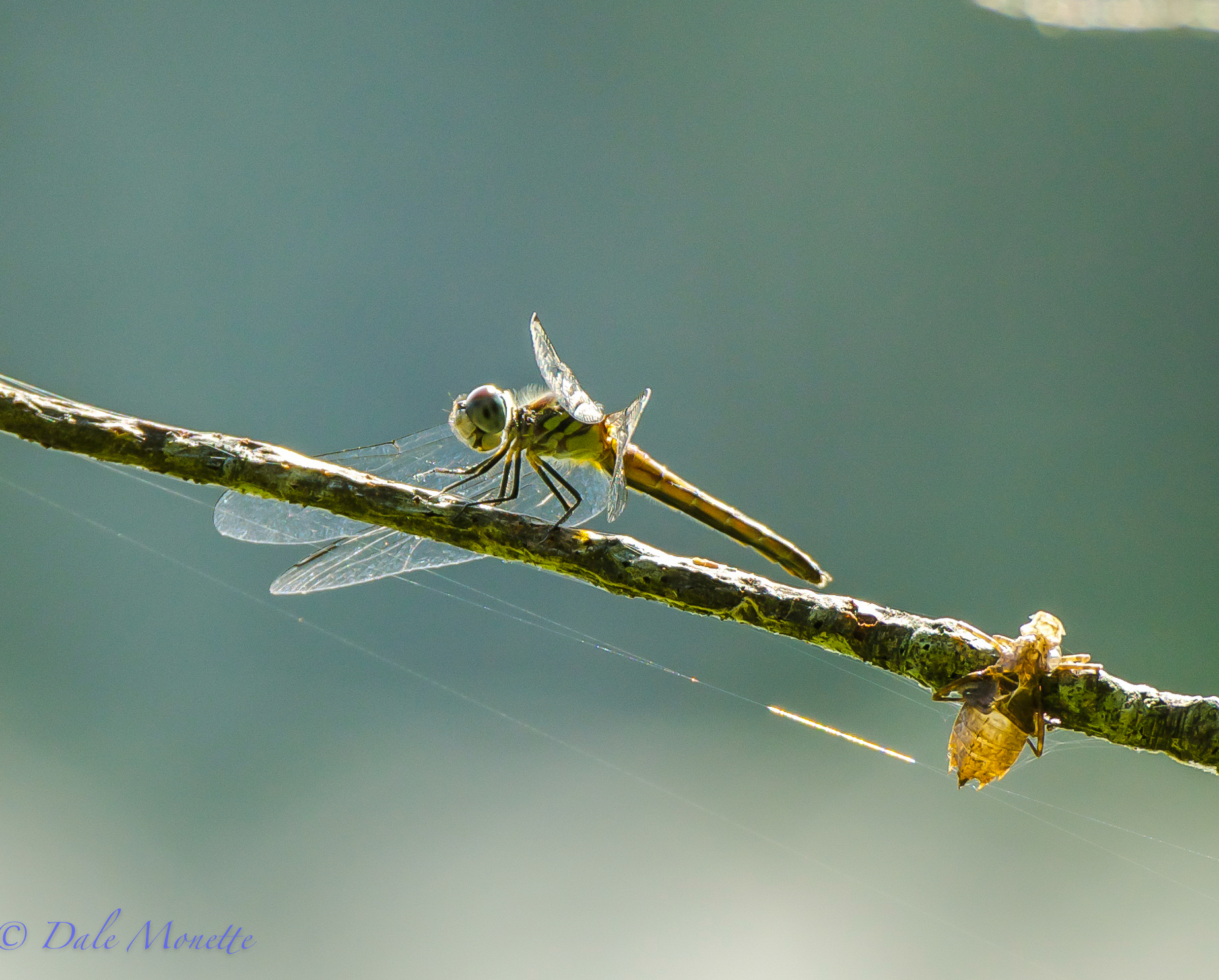 Female blue dasher