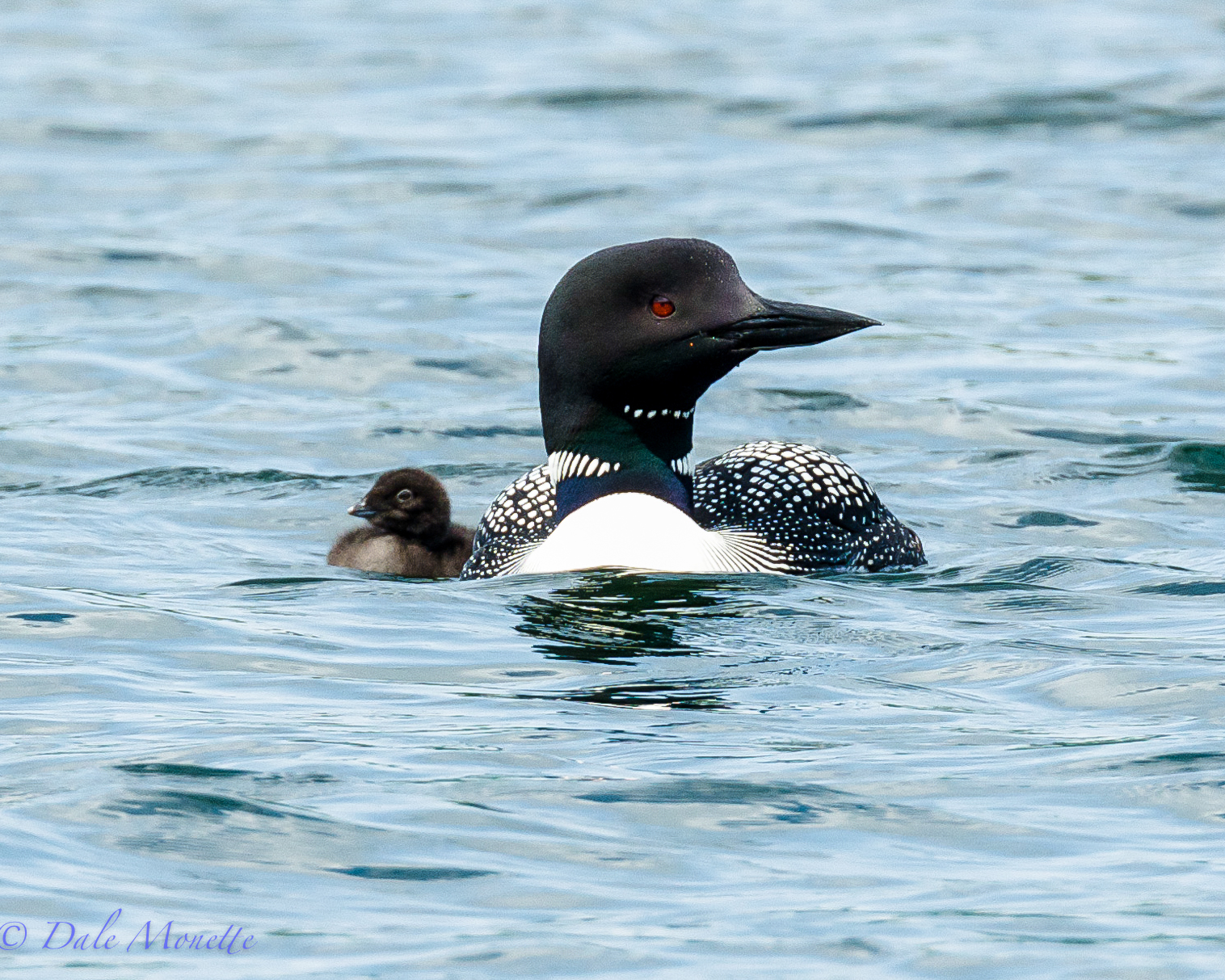 Common loon and chick