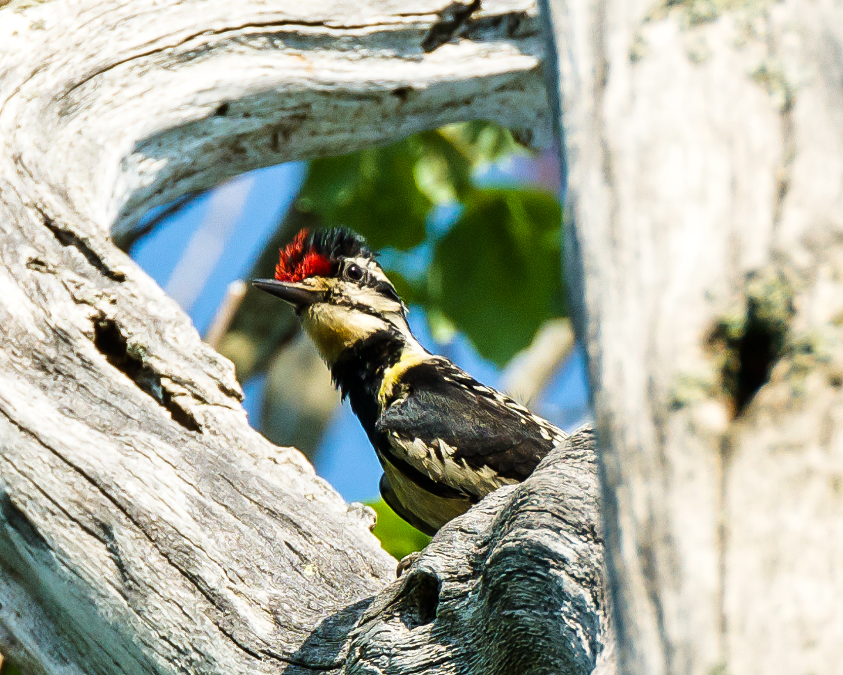 Yellow bellied sapsucker chick
