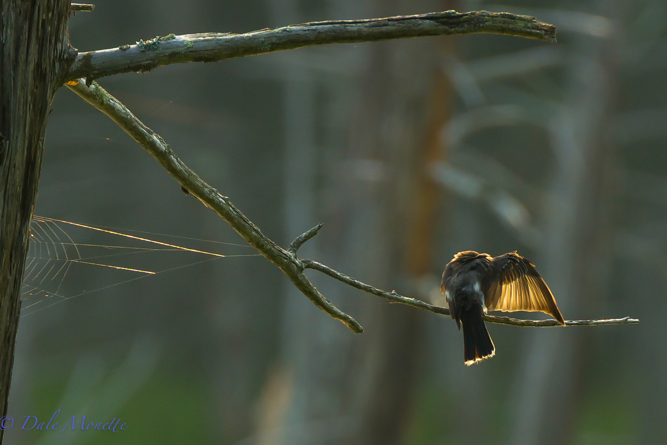 Eastern kingbird