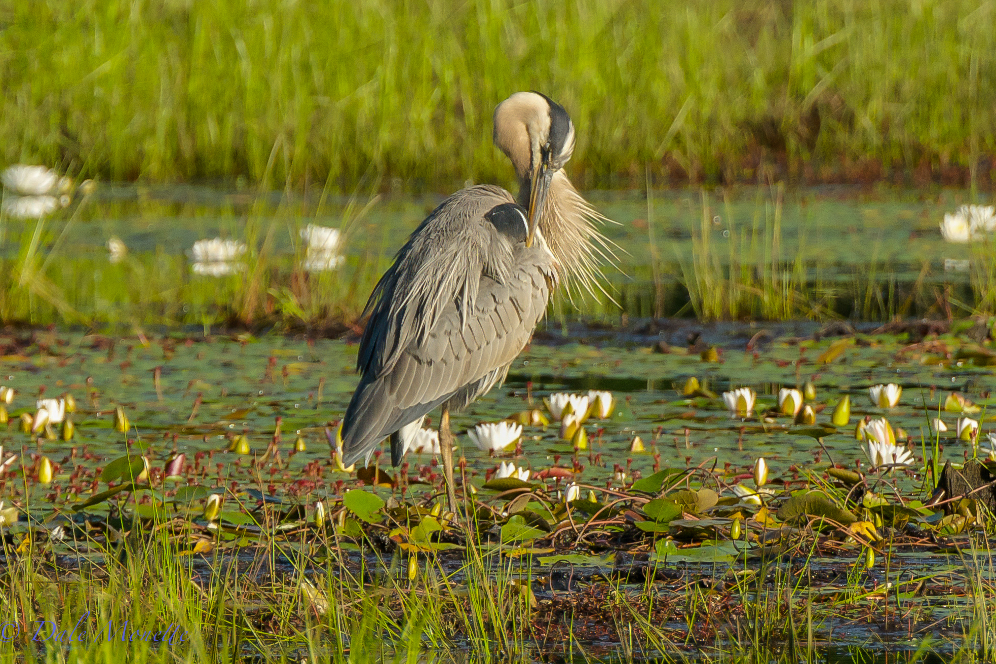 More Preening…..