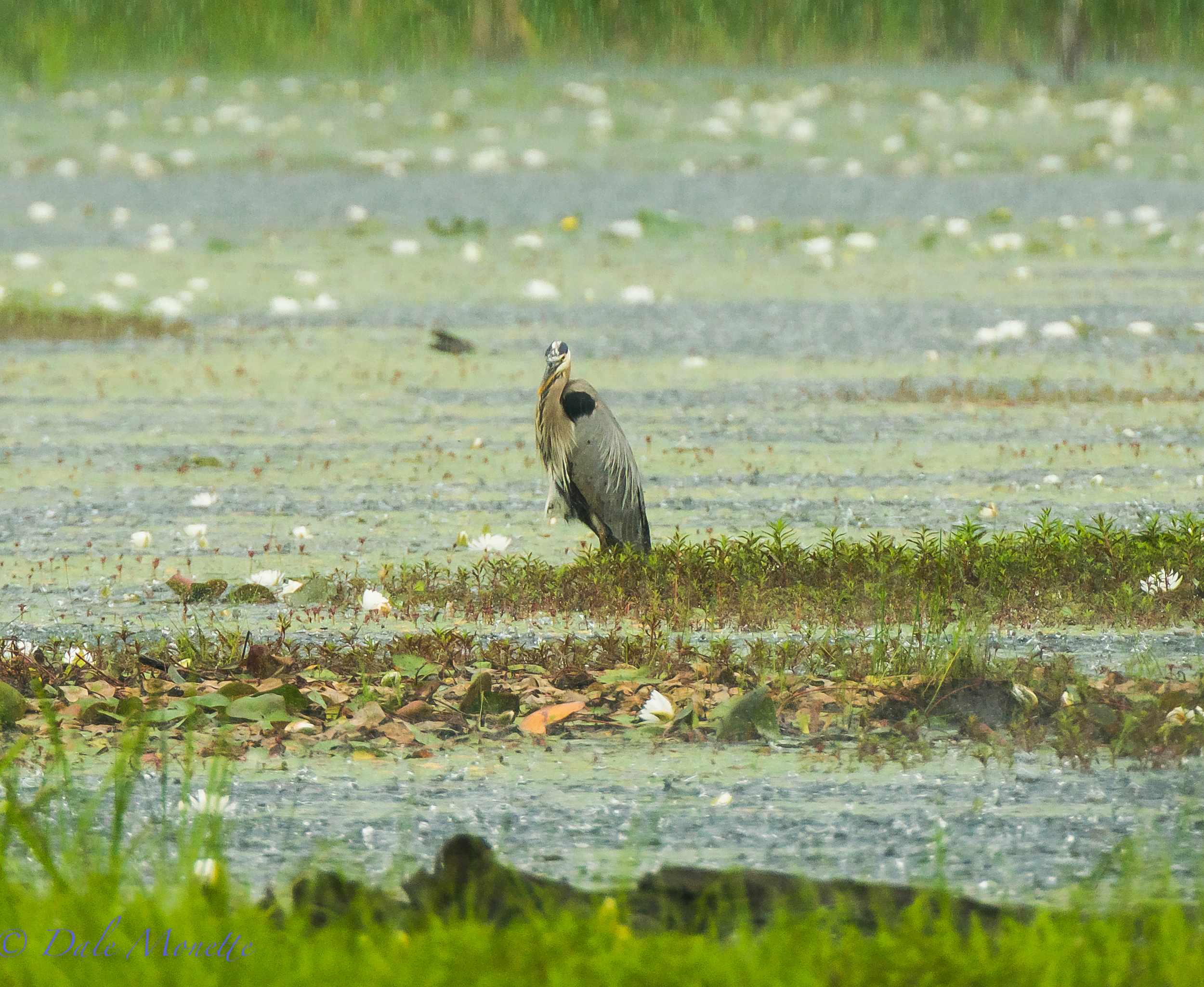 A very wet great blue heron