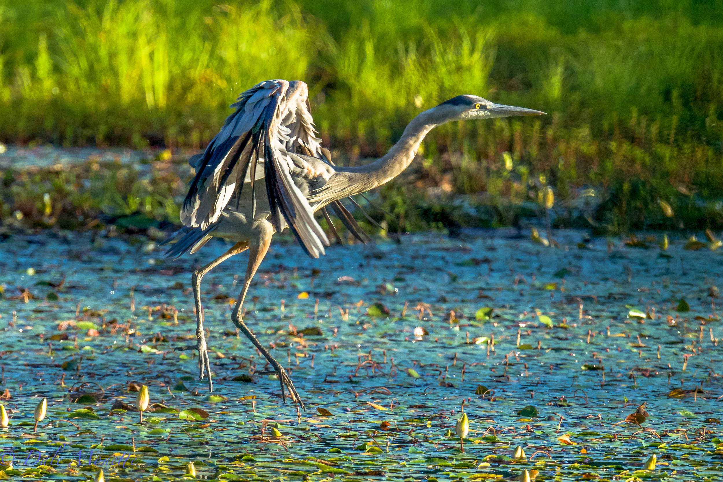 Great blue heron coming in to land. 7/25/15