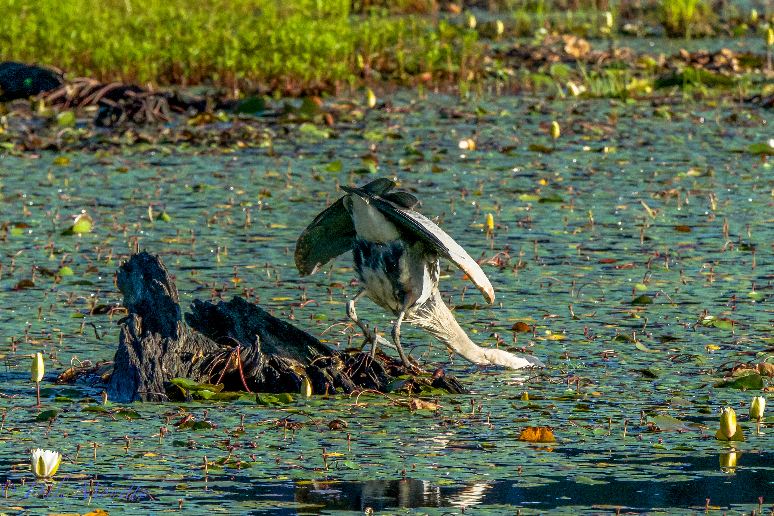 Yum yum,  fresh fish !  A great blue heron strikes out at a fish from a good fishing stump.  7/25/15