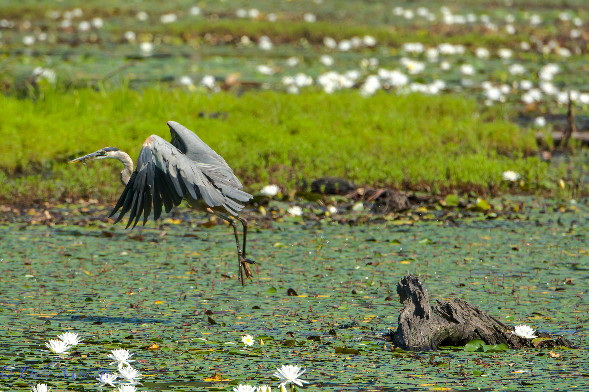 And off he goes with his fish in his beak. They alway like to eat on solid ground if its a large prey item.