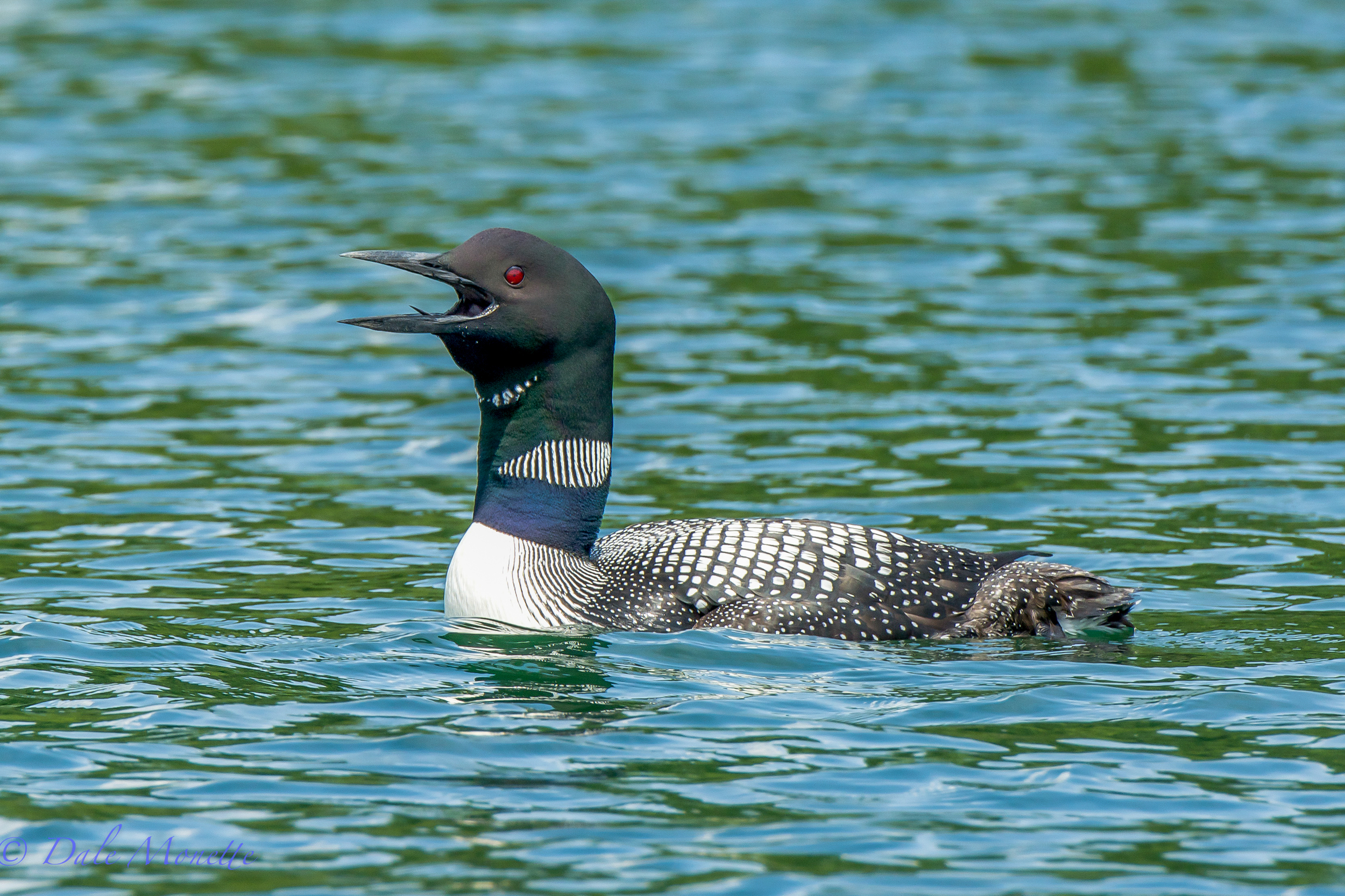 A common loons calls to another loon. You've probably heard them but have you ever seen them doing it?  7/29/15