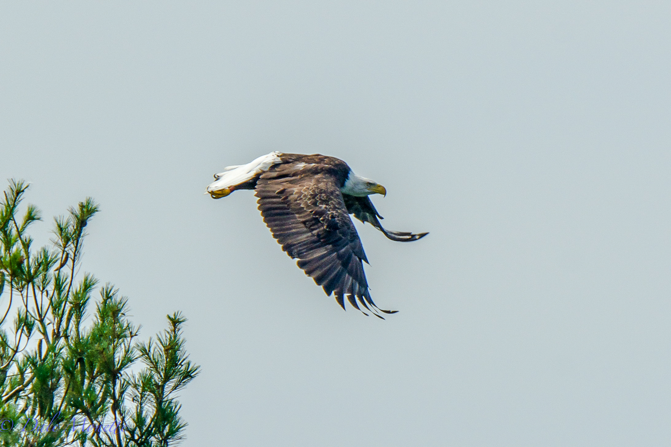   A bald eagle leaps from a small pine tree on a small island at Quabbin. &nbsp;These hot days they really don't like to fly I'll bet ! &nbsp; &nbsp;7/29/15  