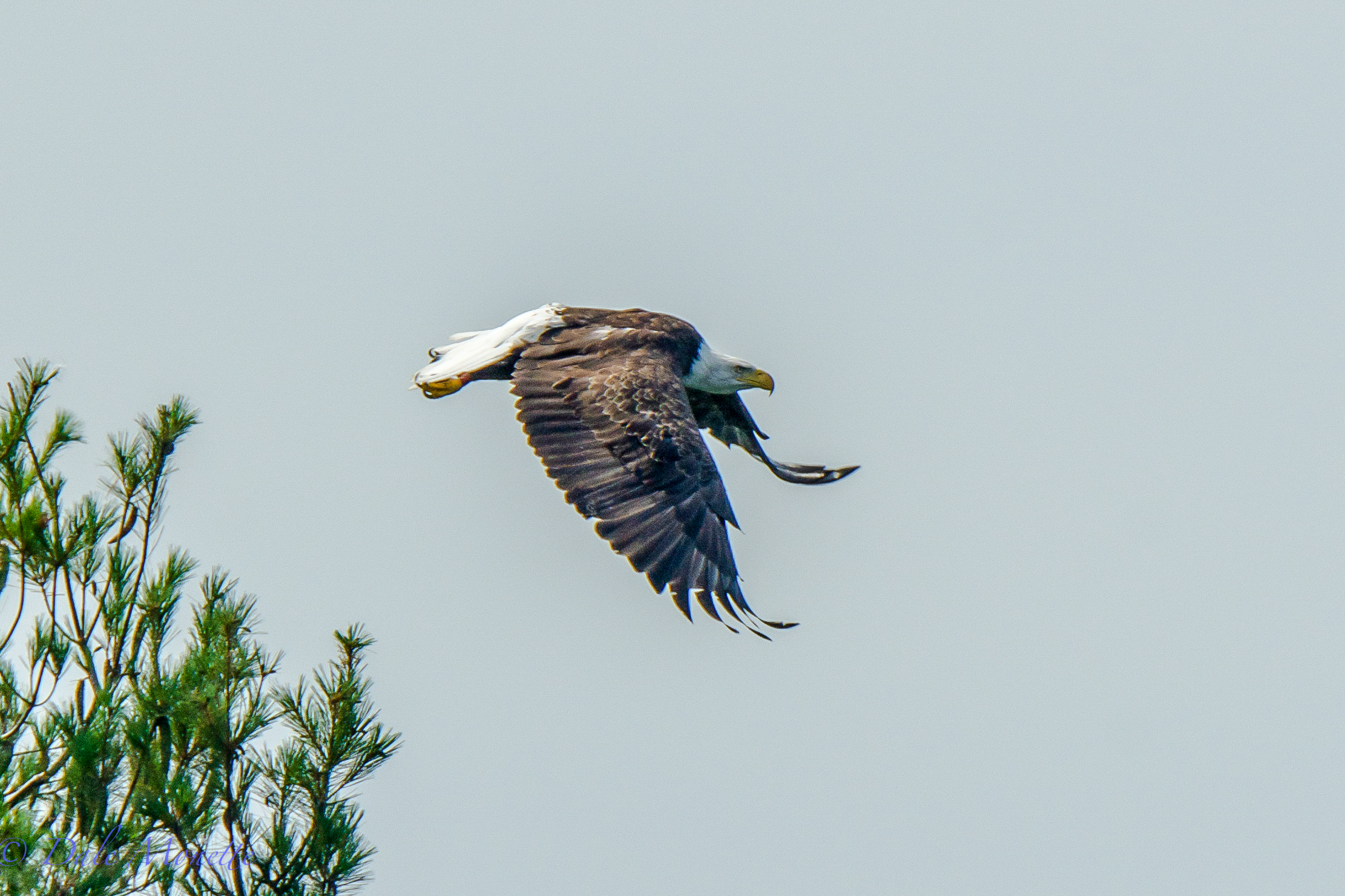 A bald eagle leaps from a small pine tree on a small island at Quabbin. These hot days they really don't like to fly I'll bet ! 7/29/15