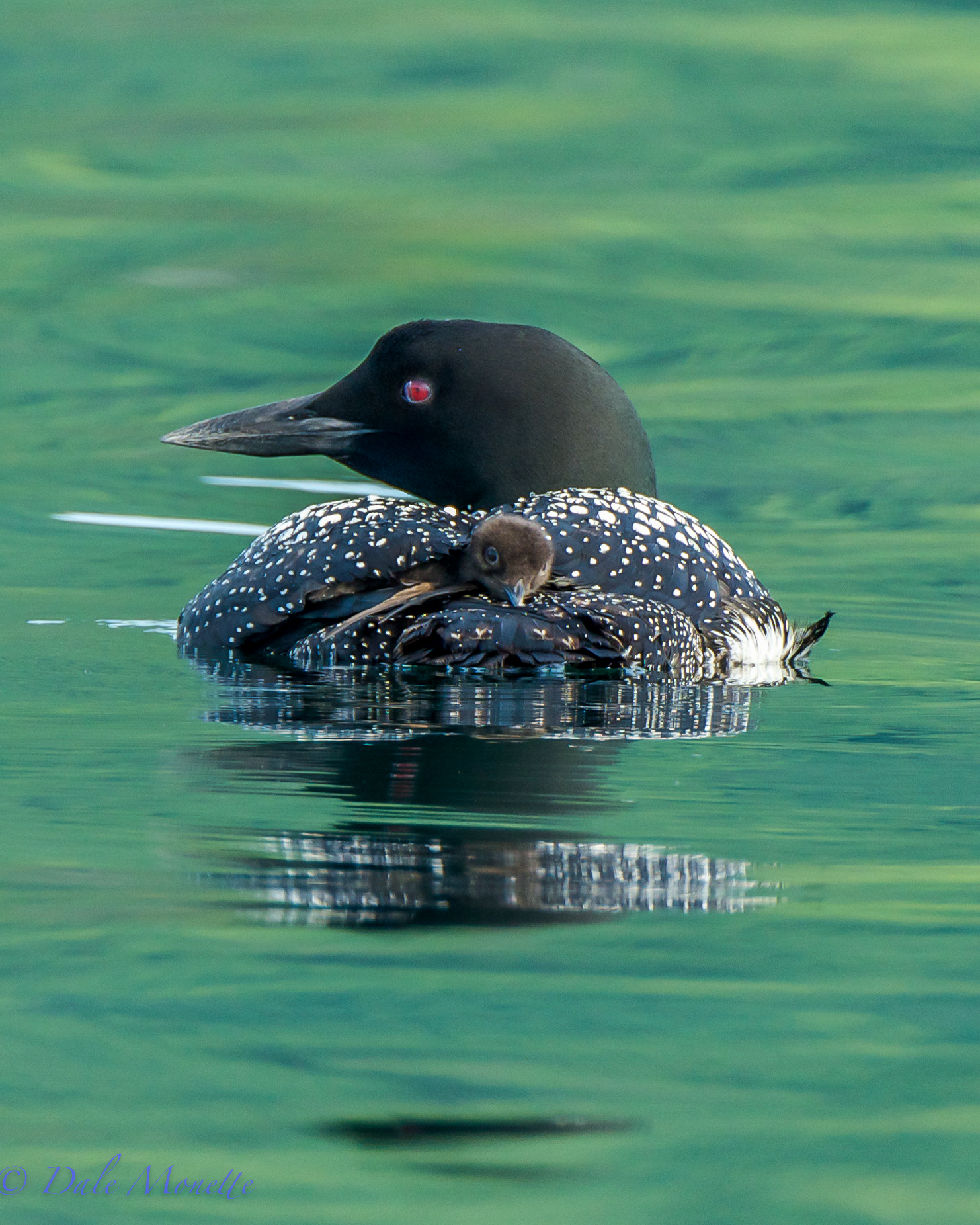   A day old loon chick hooks a warm ride with dad under his wing. &nbsp;They will do this for 2 weeks or so after hatching. &nbsp; 7/29/15  
