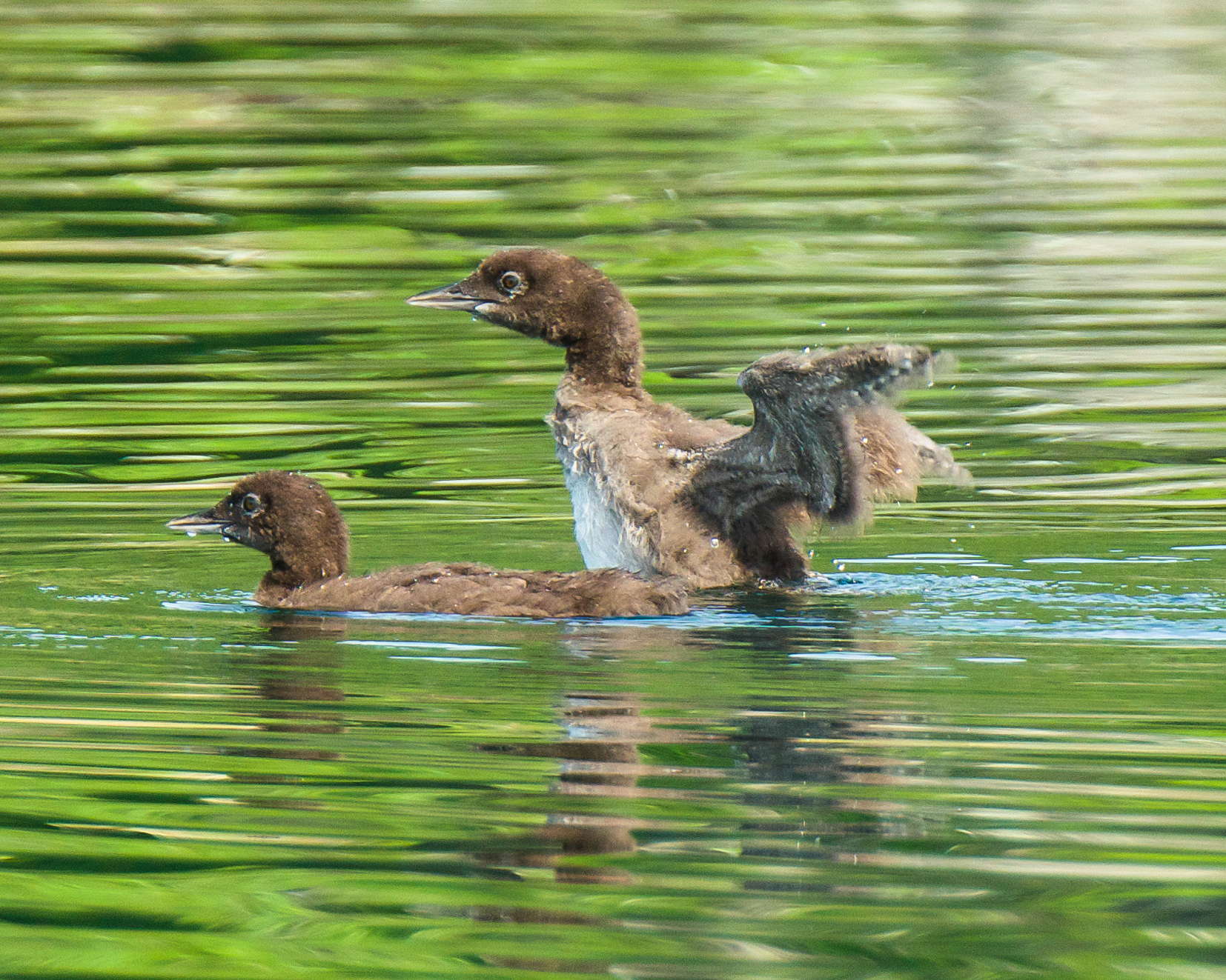   Young loons stretching their muscles. &nbsp;They will do this all of their lives. &nbsp;These two are 4 weeks old. &nbsp; 7/29/15  
