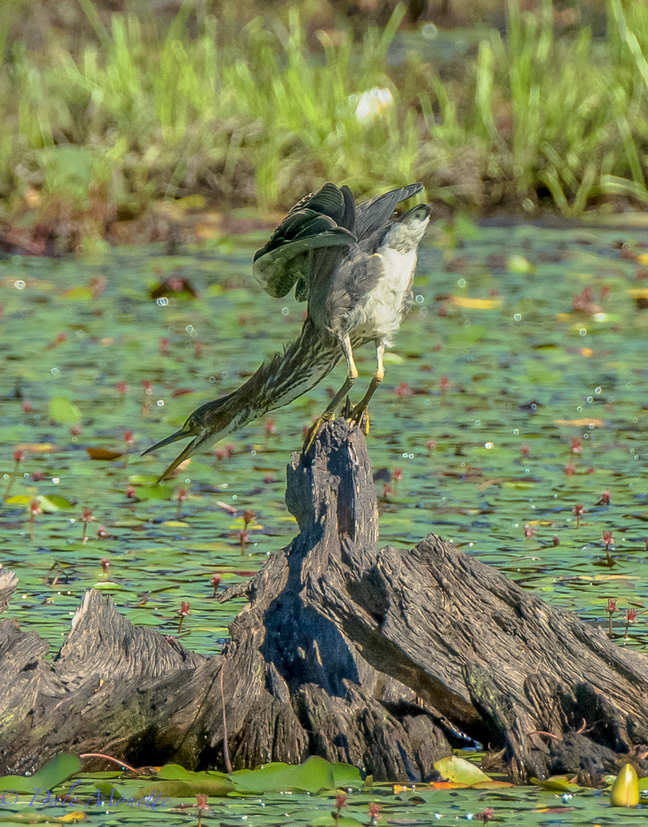 Early morning stretches and telling the fish to line up !