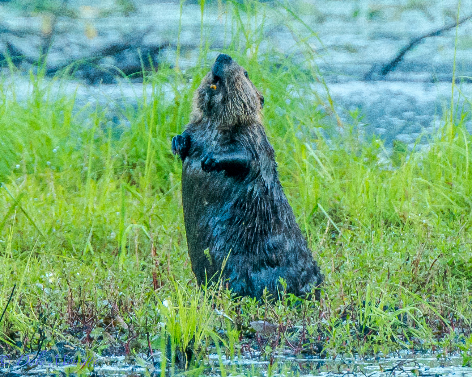   I have never seen a beaver out of the water and sniff me out until last week ! &nbsp;It was early morning and this beaver was eating green grass like a cow. &nbsp;I was about 80 yards away and all of a sudden he stood straight up and sniffed a coup