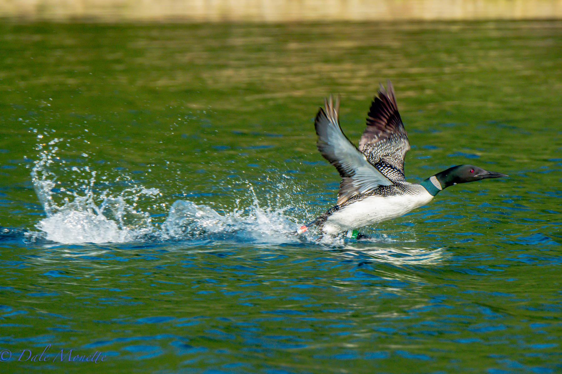   A female loon takes off. &nbsp;It takes a loon about 50 yards to get airborne. Here this female heads back to the male with the two chicks back in their territory at Quabbin. &nbsp;Notice the colored bands on her legs used by researchers for identi