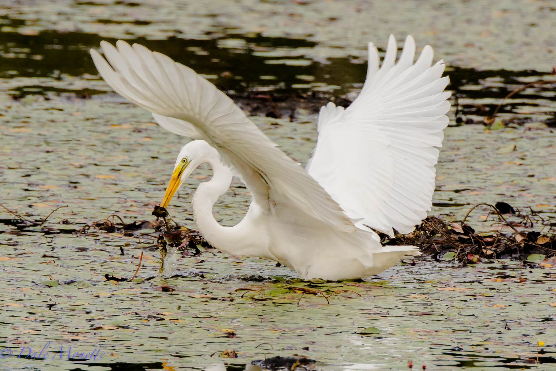 Great egret