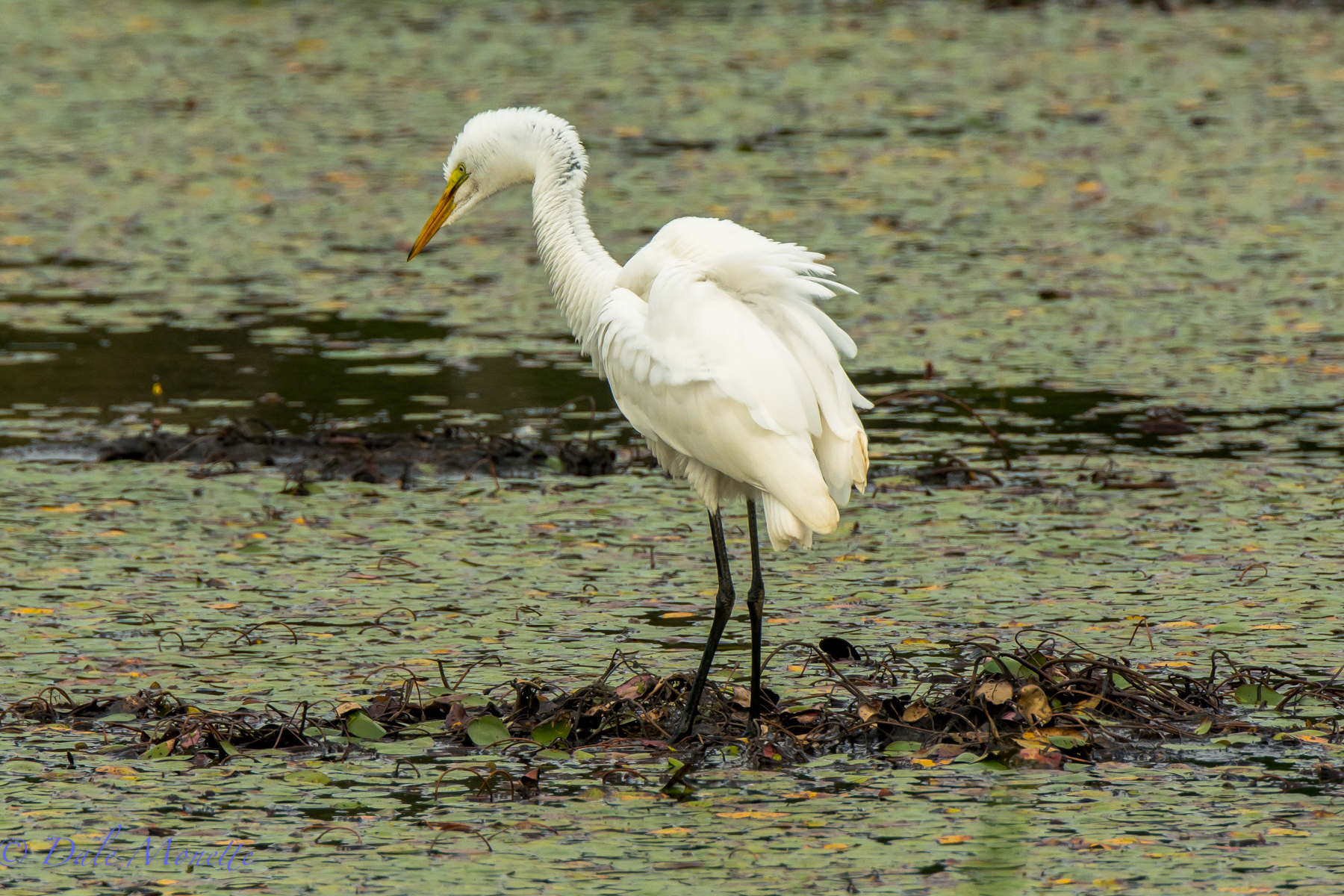 Great egret