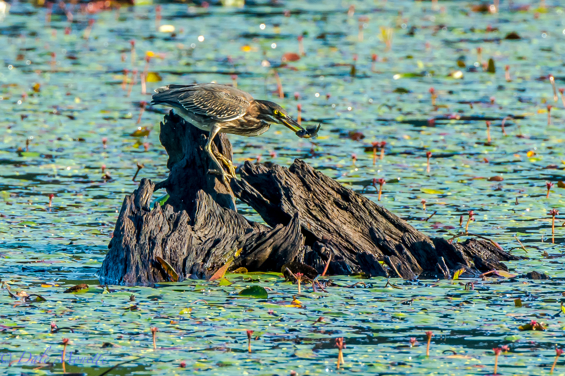 A green heron with his fish