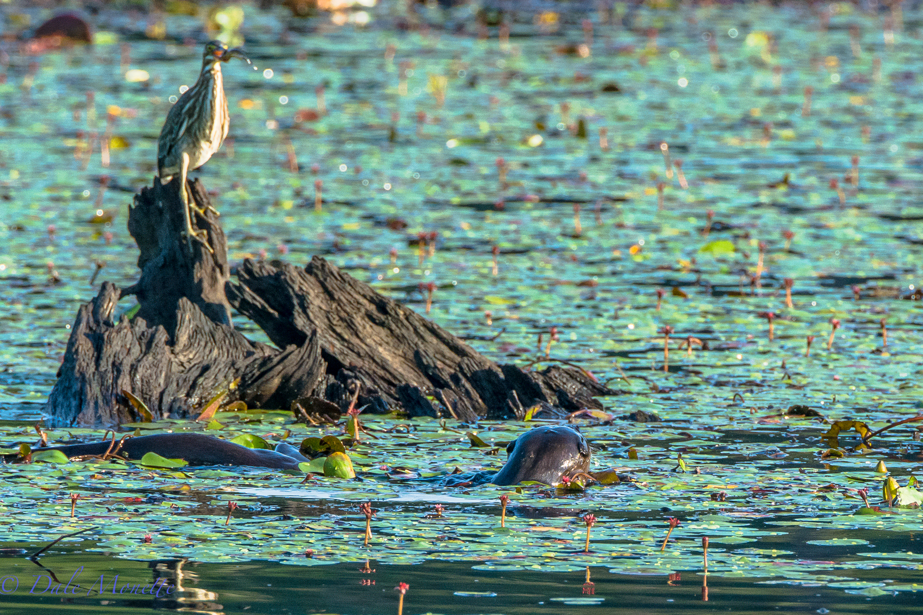 You best be careful waving your fish around when a family of otters are swimming around the pond! 8/16/15