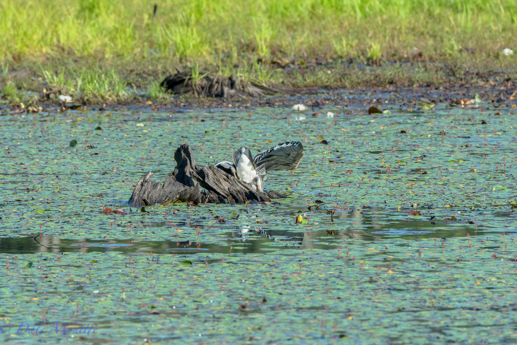 Here he is head first after a fish right off the stump.  8/16/15