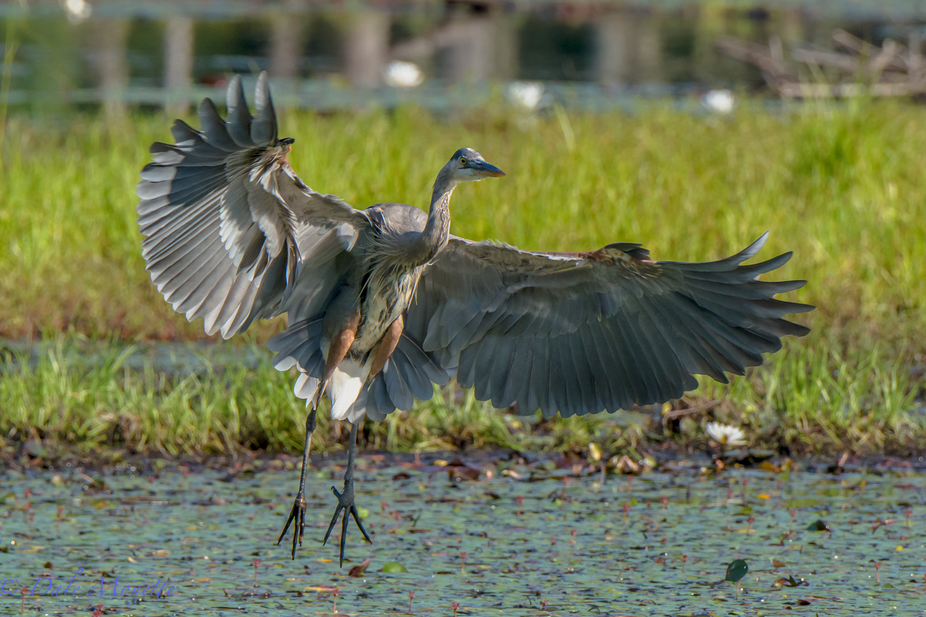 Full adult great blue heron comes in for a landing with a wing span of 7 feet.