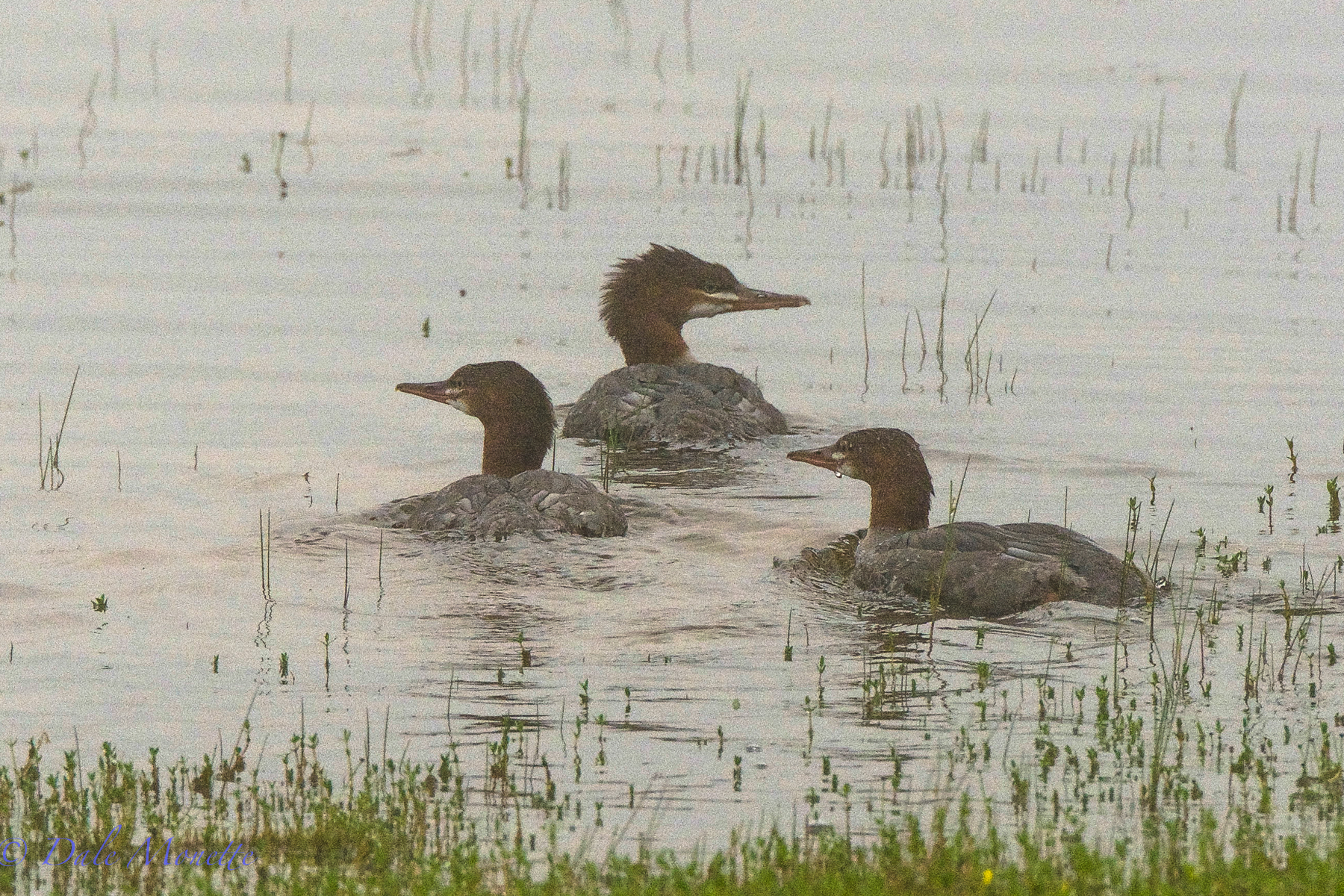 Common merganser chicks cruising the shore for bug, fish and anything thats good to eat. Early morning fog.  8/17/15