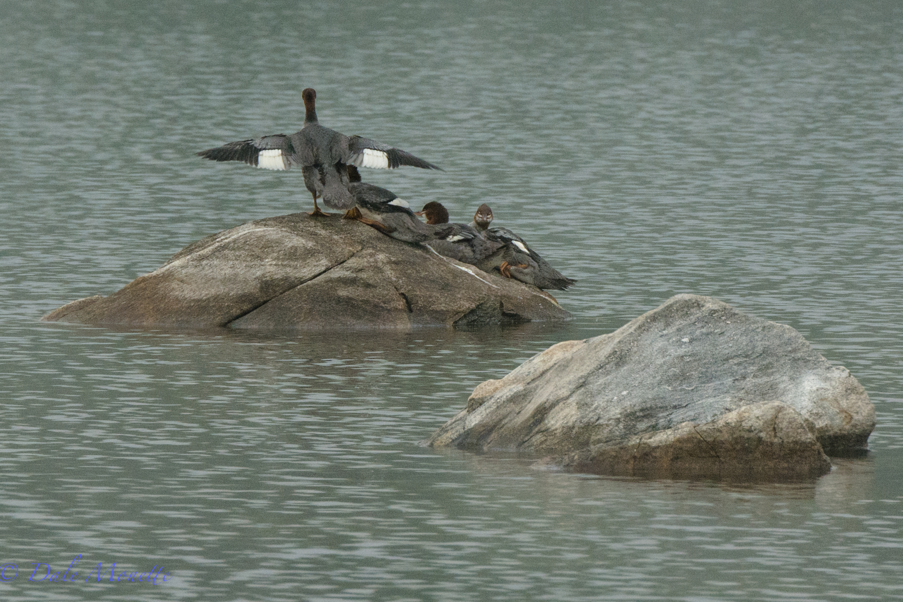   The same merganser chicks waiting for the sun to come out all crowd onto rock to preen and complain about Red Sox loosing season. &nbsp; 8/17/15  