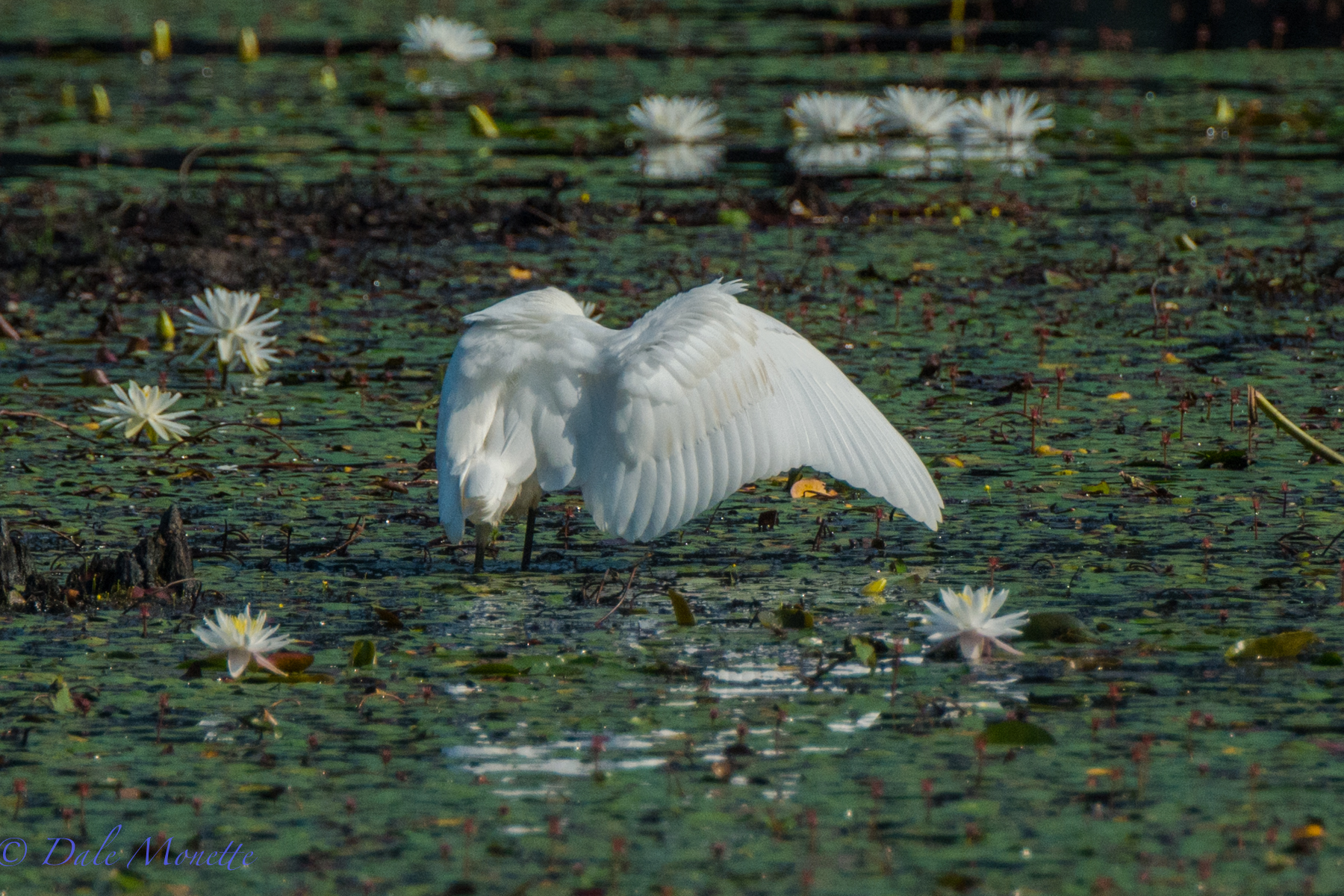   A great egret stretches his wings after preening. &nbsp; 8/18/15     