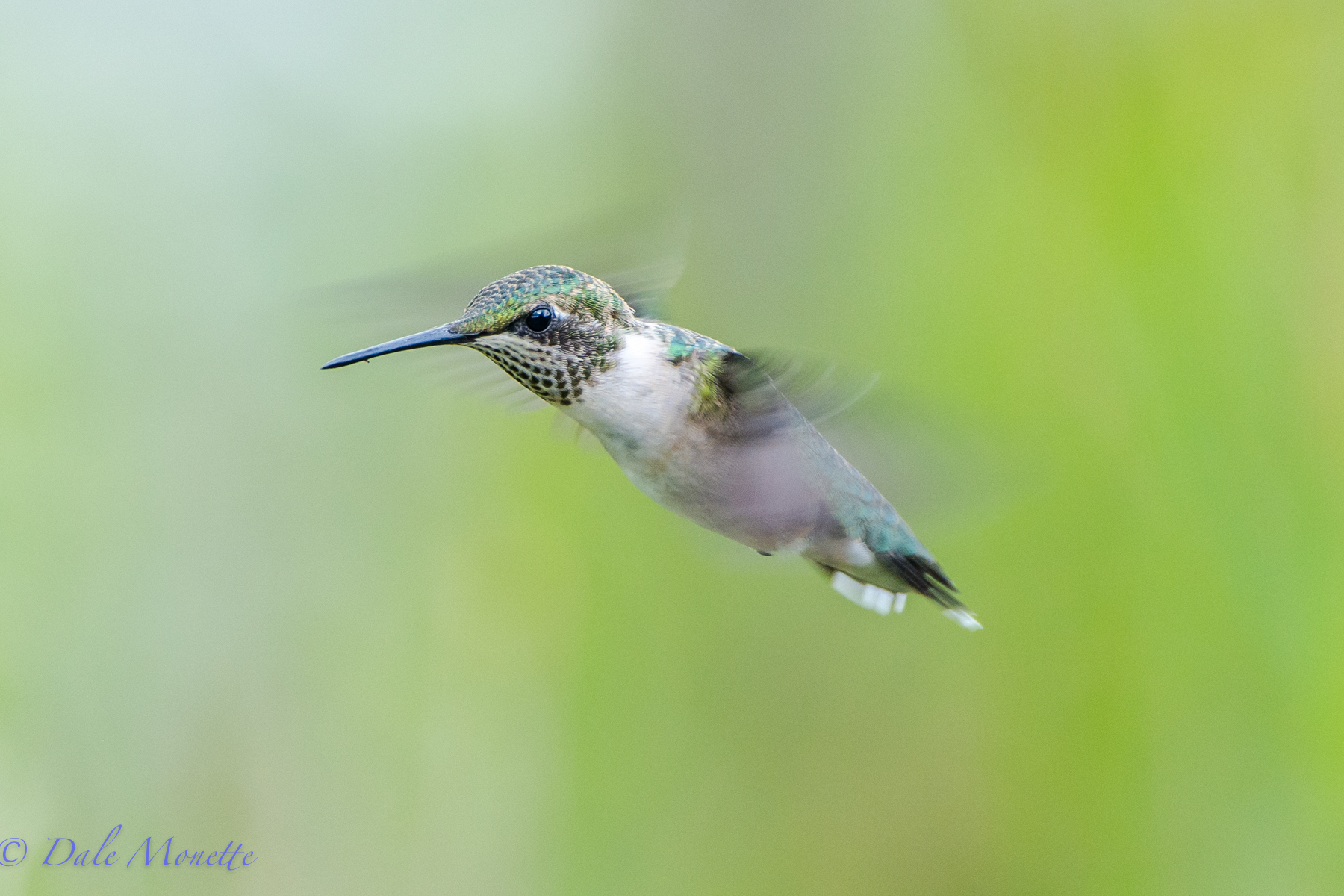 Female ruby throated hummingbird