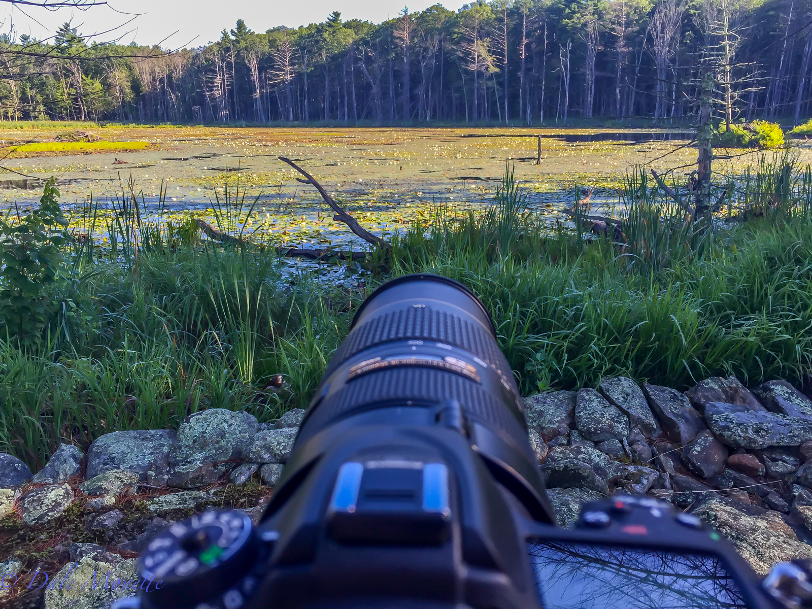 One of the many swamps on the Quabbin watershed. You don't realize how much life there is in one of these ponds until you sit for a couple hours and just watch the world go by. 8/20/15