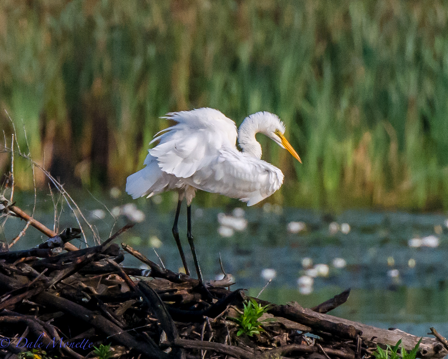   A great egret preens on top of a beaver lodge where he can see the pond while preening. &nbsp;8/22/15  