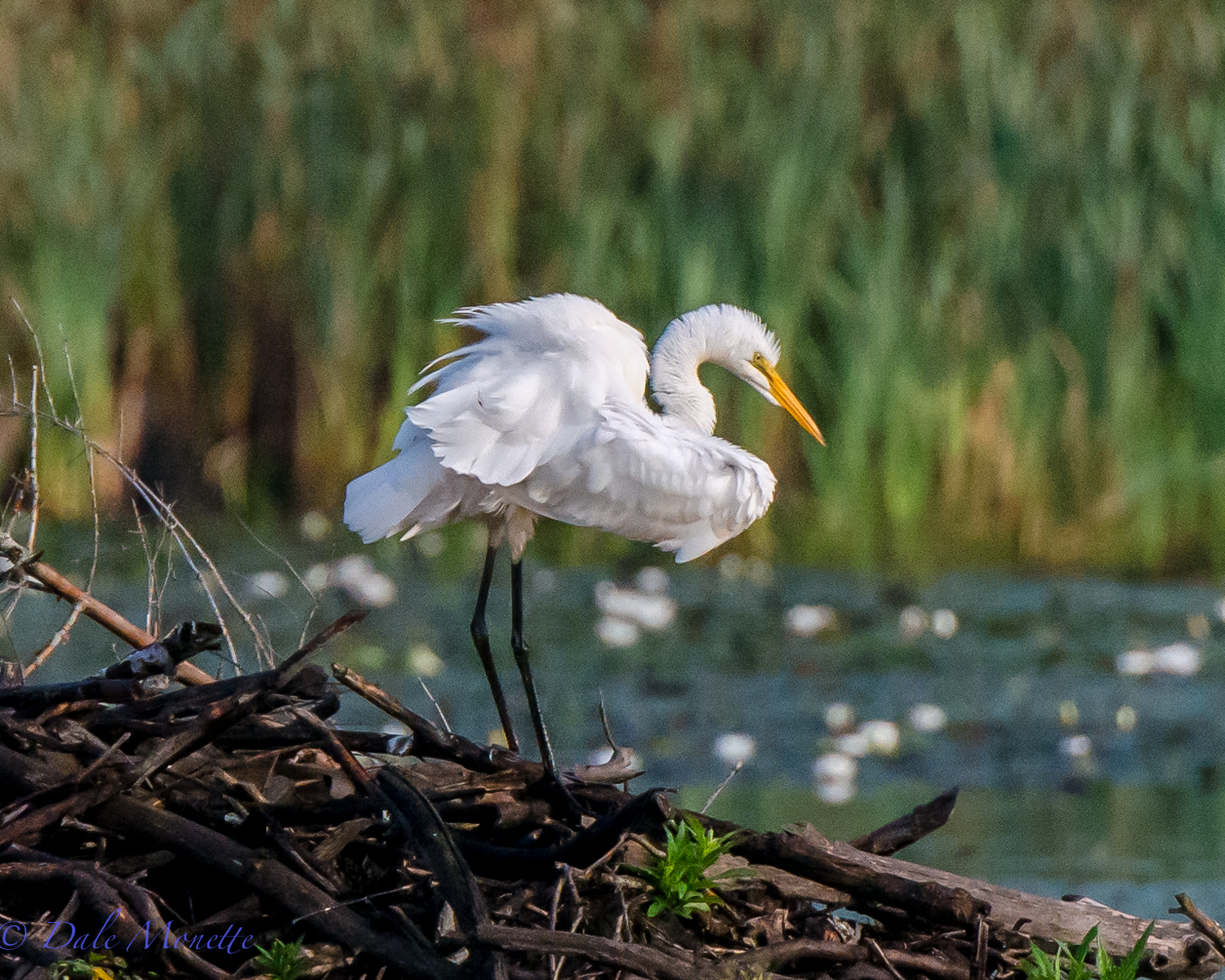 A great egret preens on top of a beaver lodge where he can see the pond while preening. 8/22/15