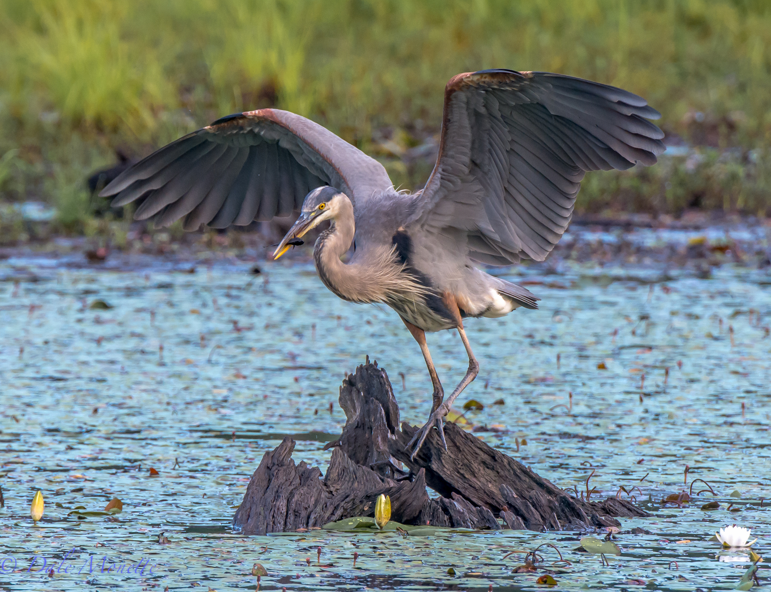 My handsome buddy Gwaark!  the great blue heron has another fish for breakfast today.  8/22/15