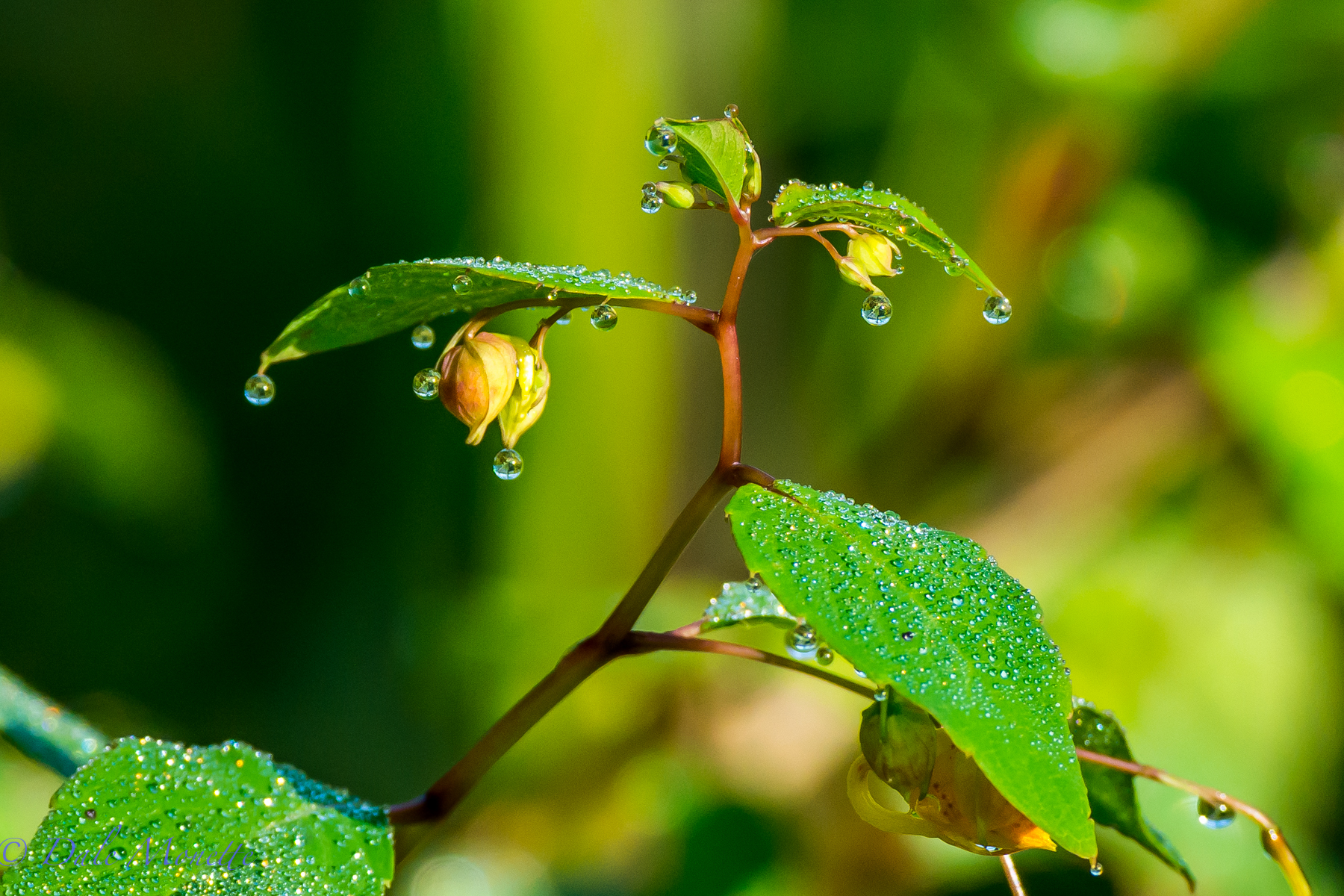 Morning dew