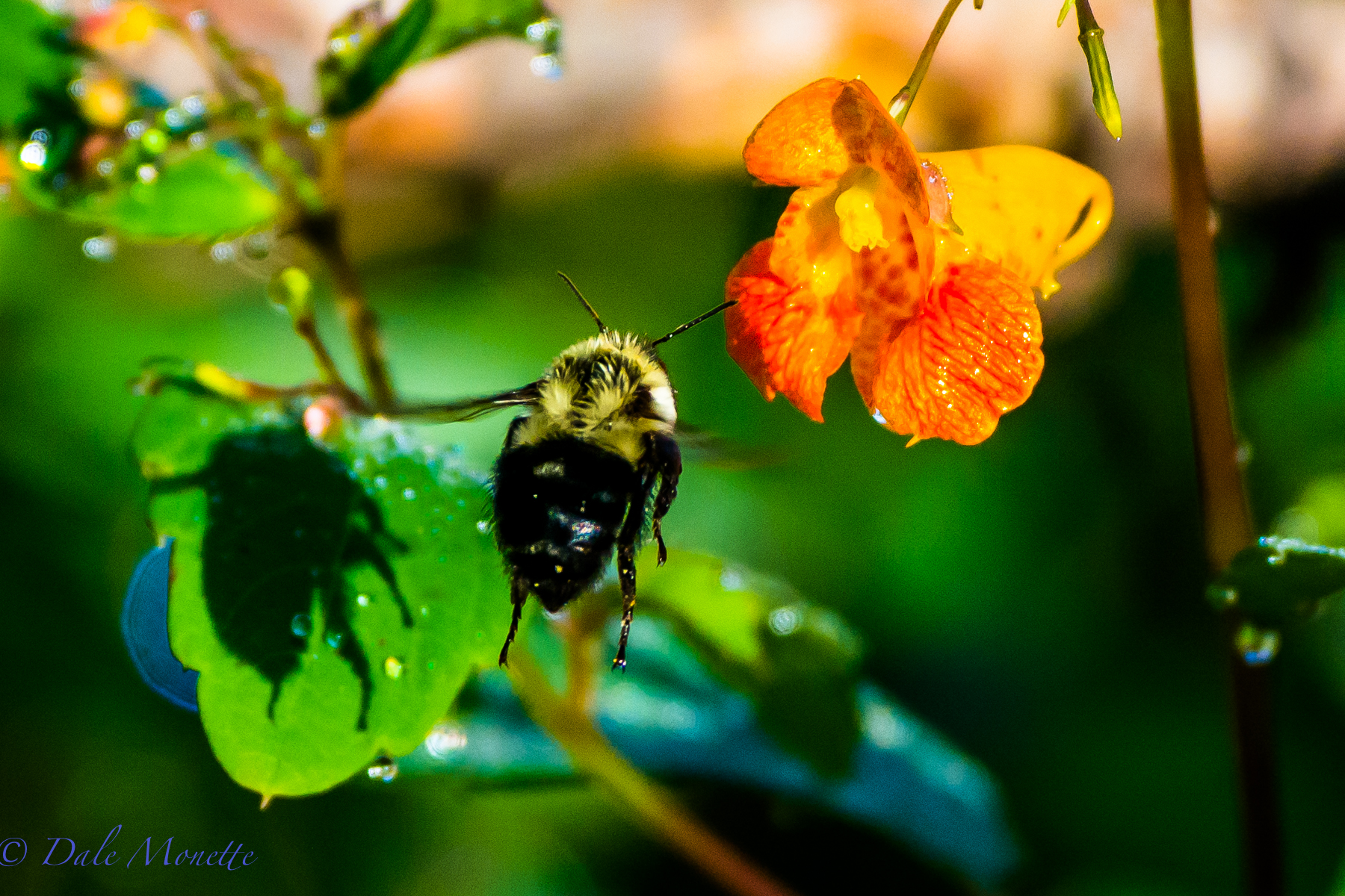 Bumble bee buzzing