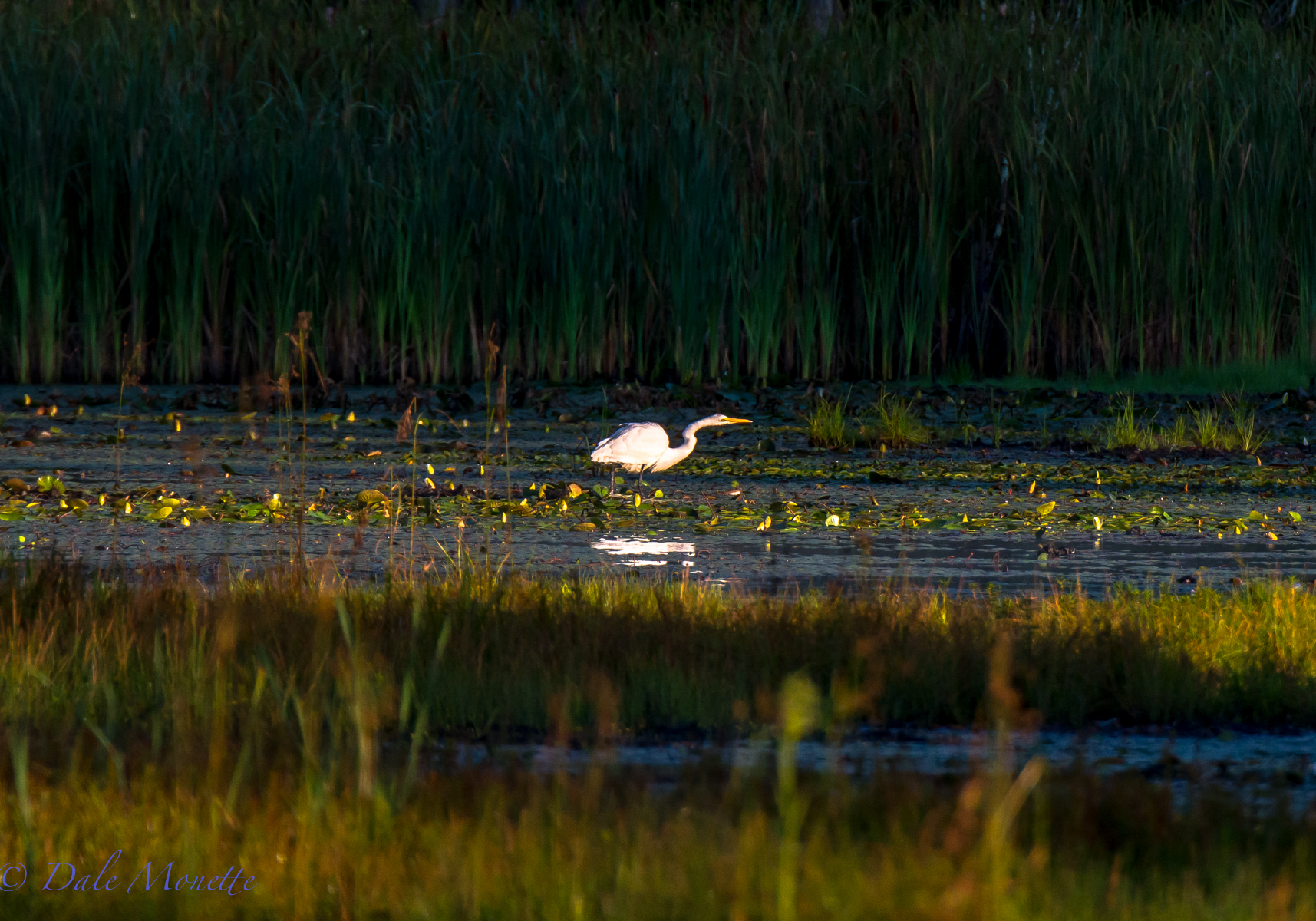 Great egret