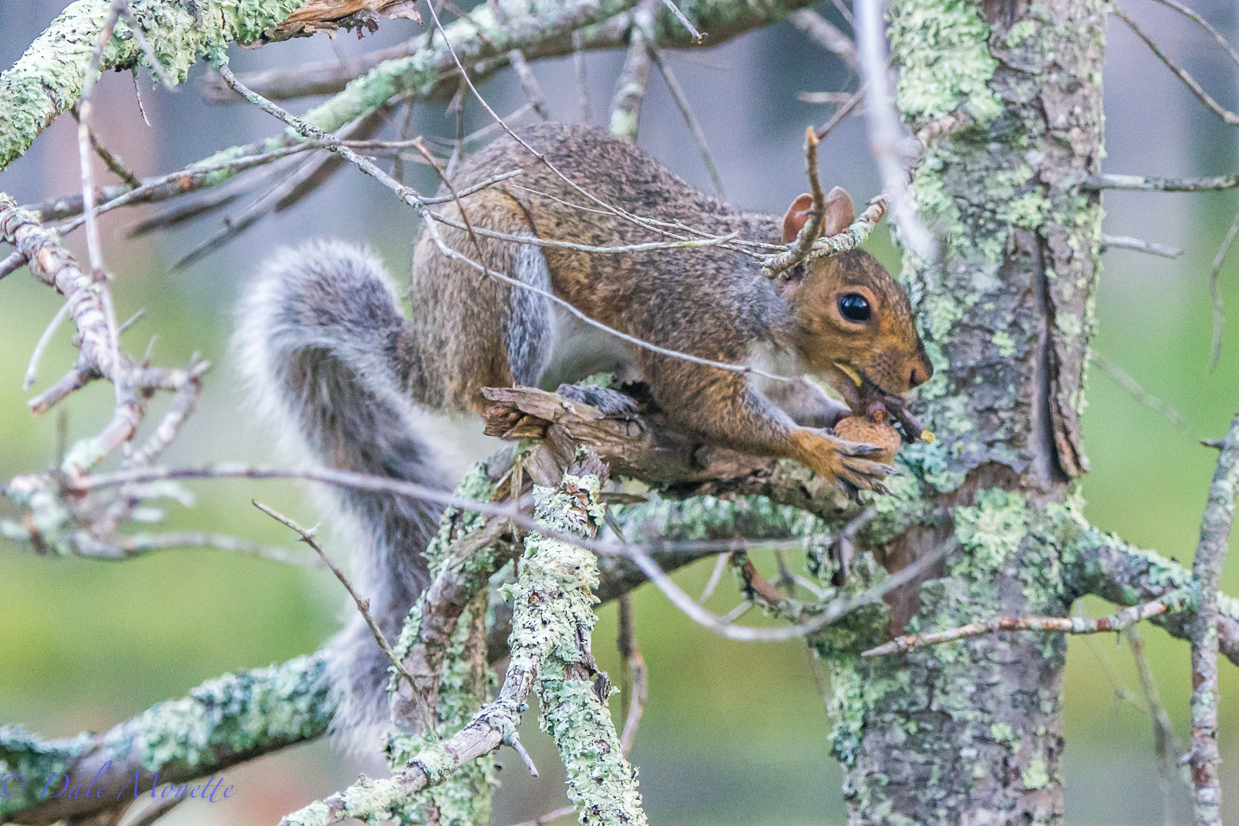 "Nuts to you…...