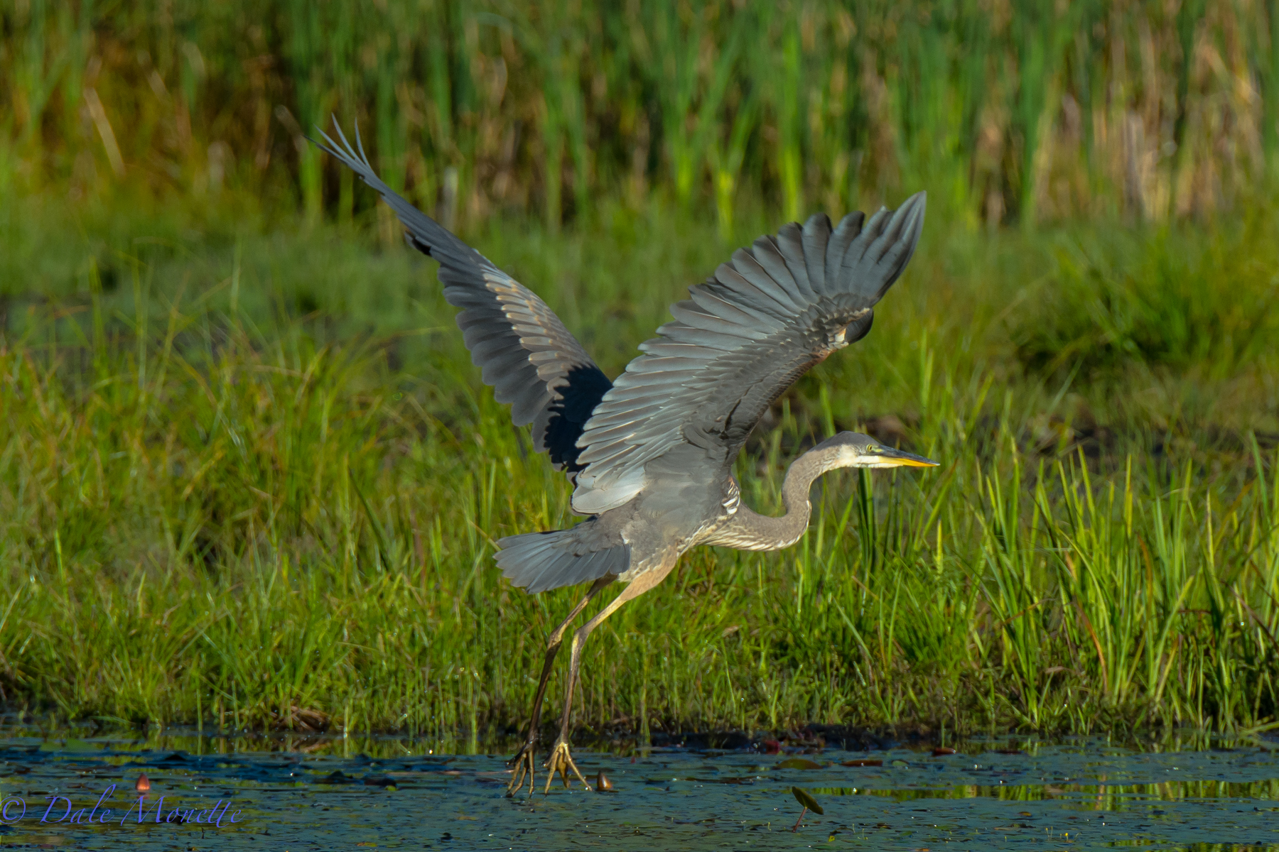 GB Heron on its take off…… can't resist taking pictures of these fabulous birds. 9/15/15