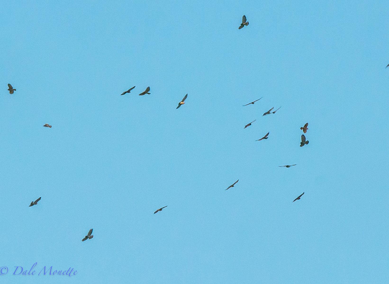 Fall hawk migration