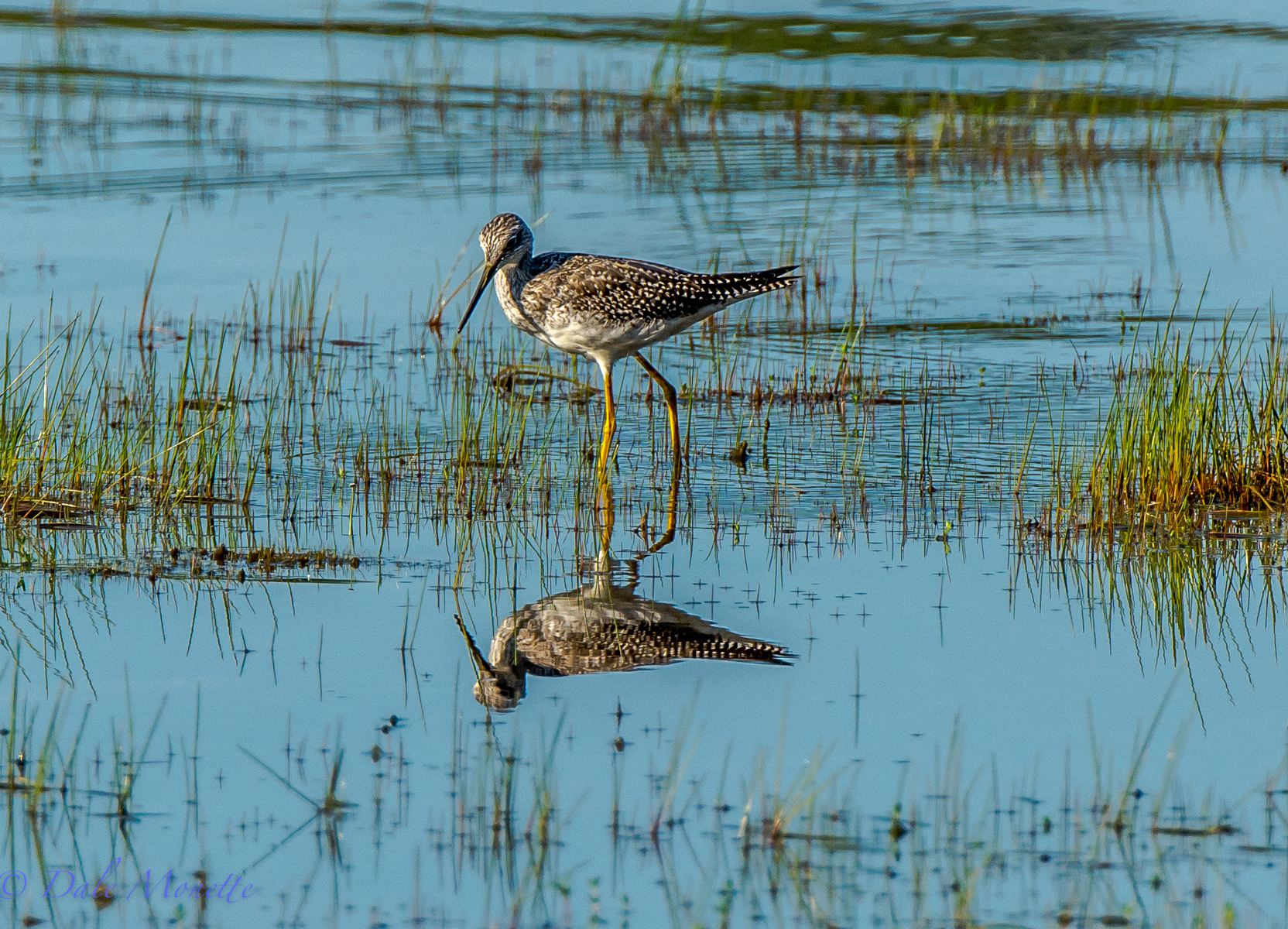 Greater yellowlegs