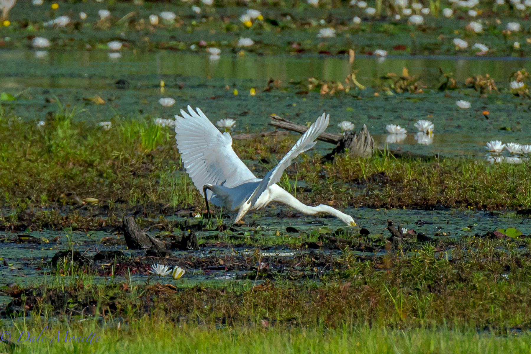 A great egret strikes again !