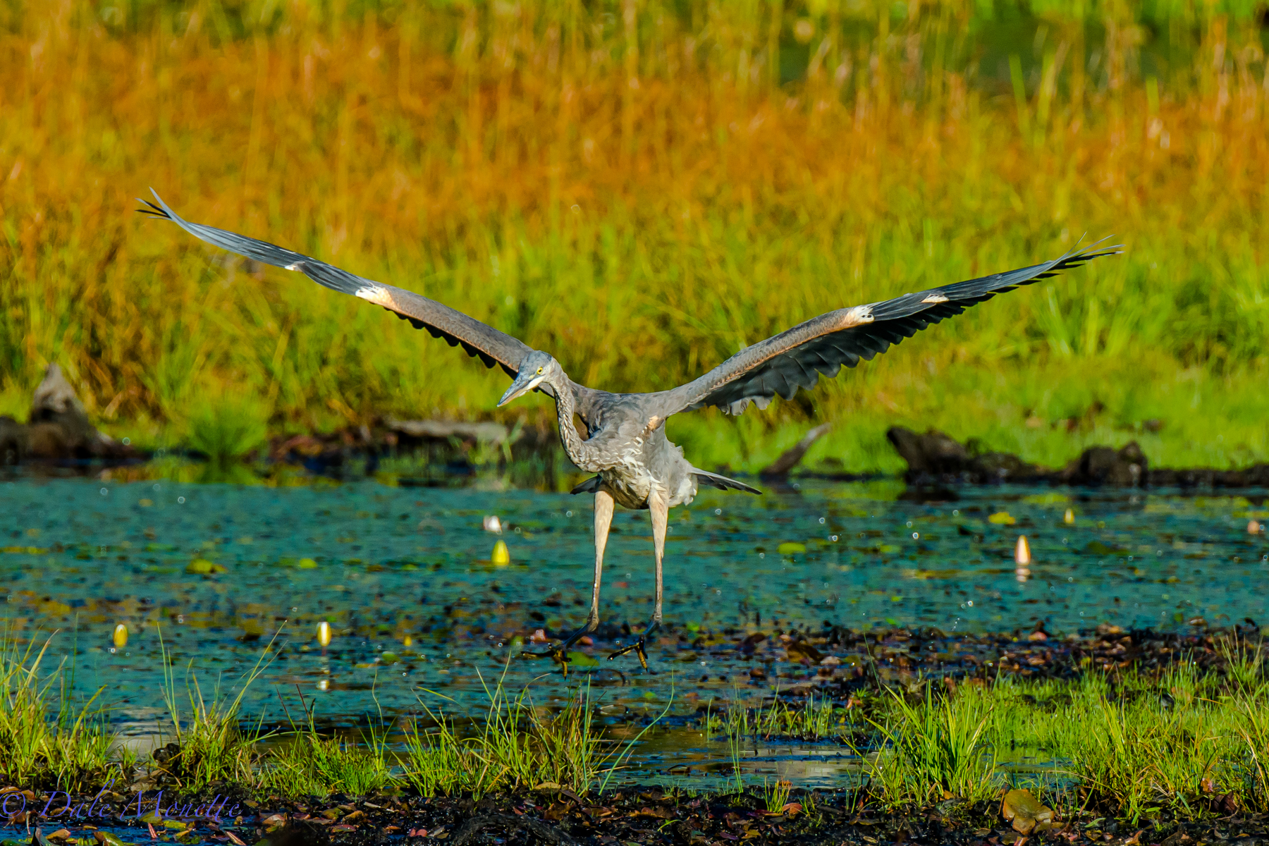 An early fall, early morning sun landing in the swamp