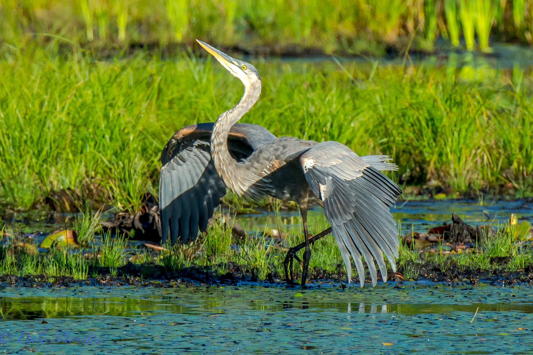   A young great blue heron puffs himself up to look bigger to another heron as he defends his fishing yards.  