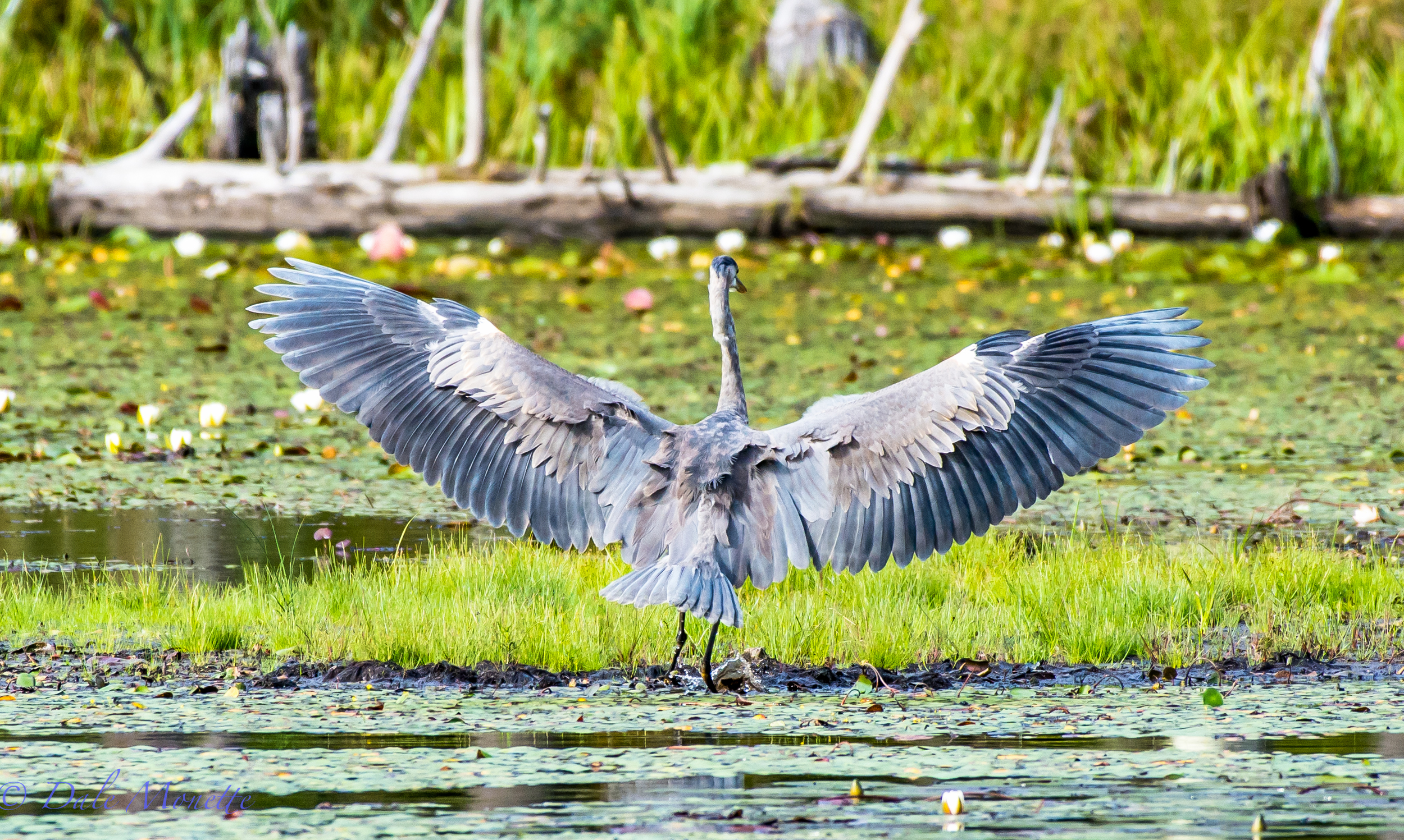 Young great blue heron