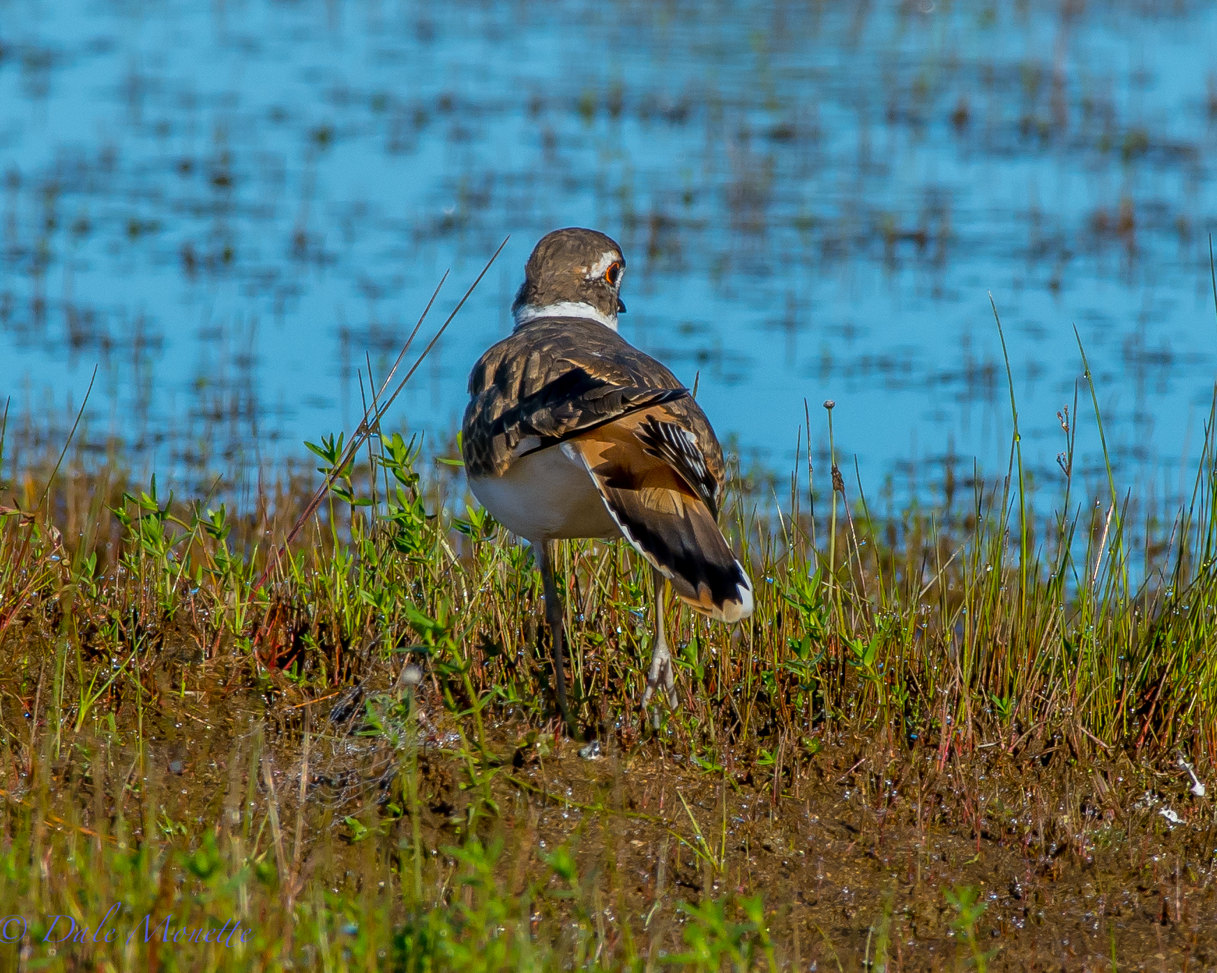 Kildeer